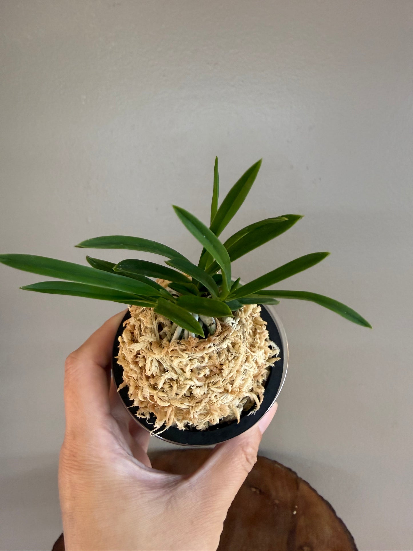 Neofinetia falcata Hisui 翡翠