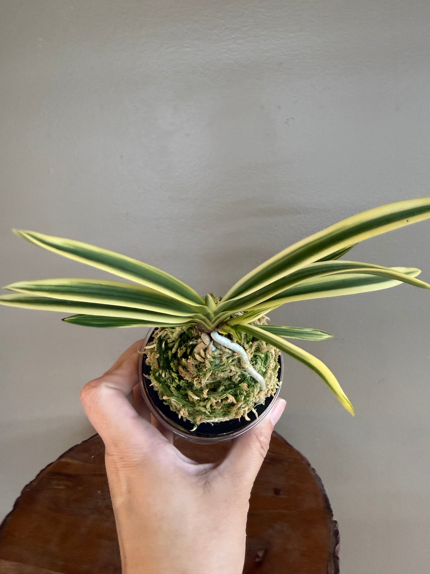 Neofinetia falcata Gwanak 冠岳