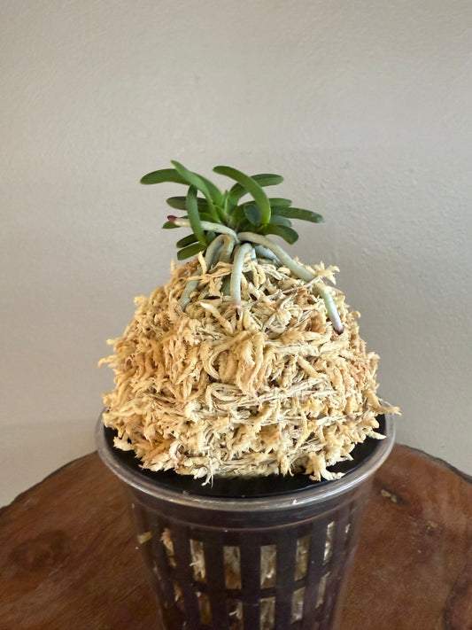 Neofinetia falcata Odong 烏童(Eboshimaru Short Leaves ）