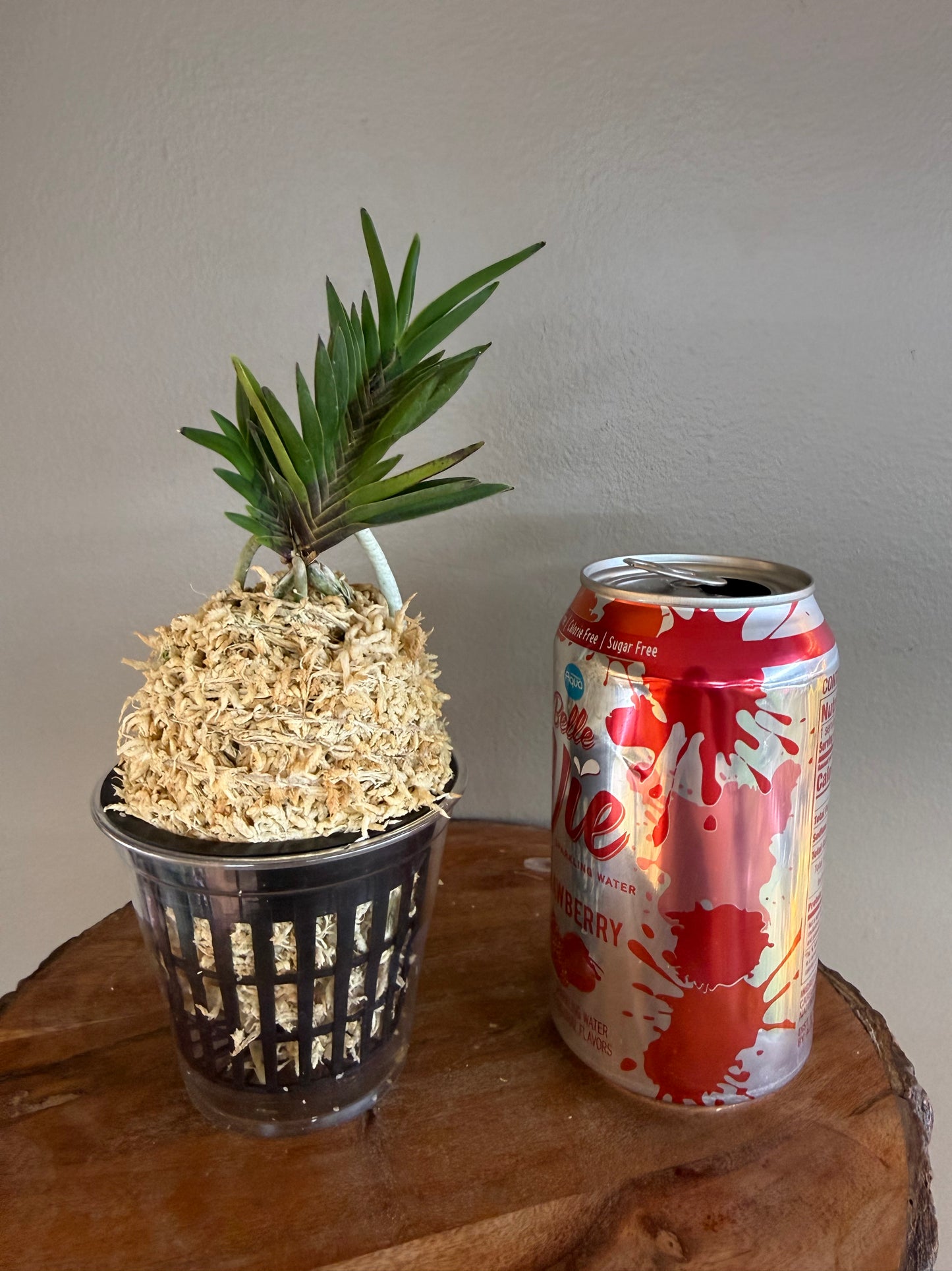 Neofinetia falcata Yongrin 龍鱗