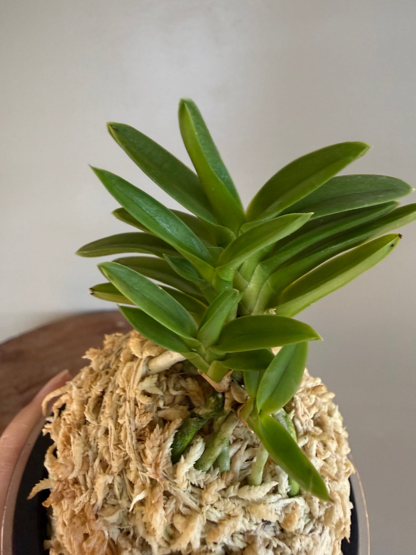 Neofinetia falcata Ryokuho 緑宝