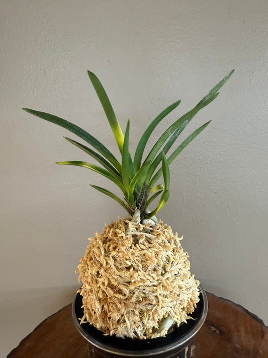 Neofinetia falcata Kyokusho 旭昇