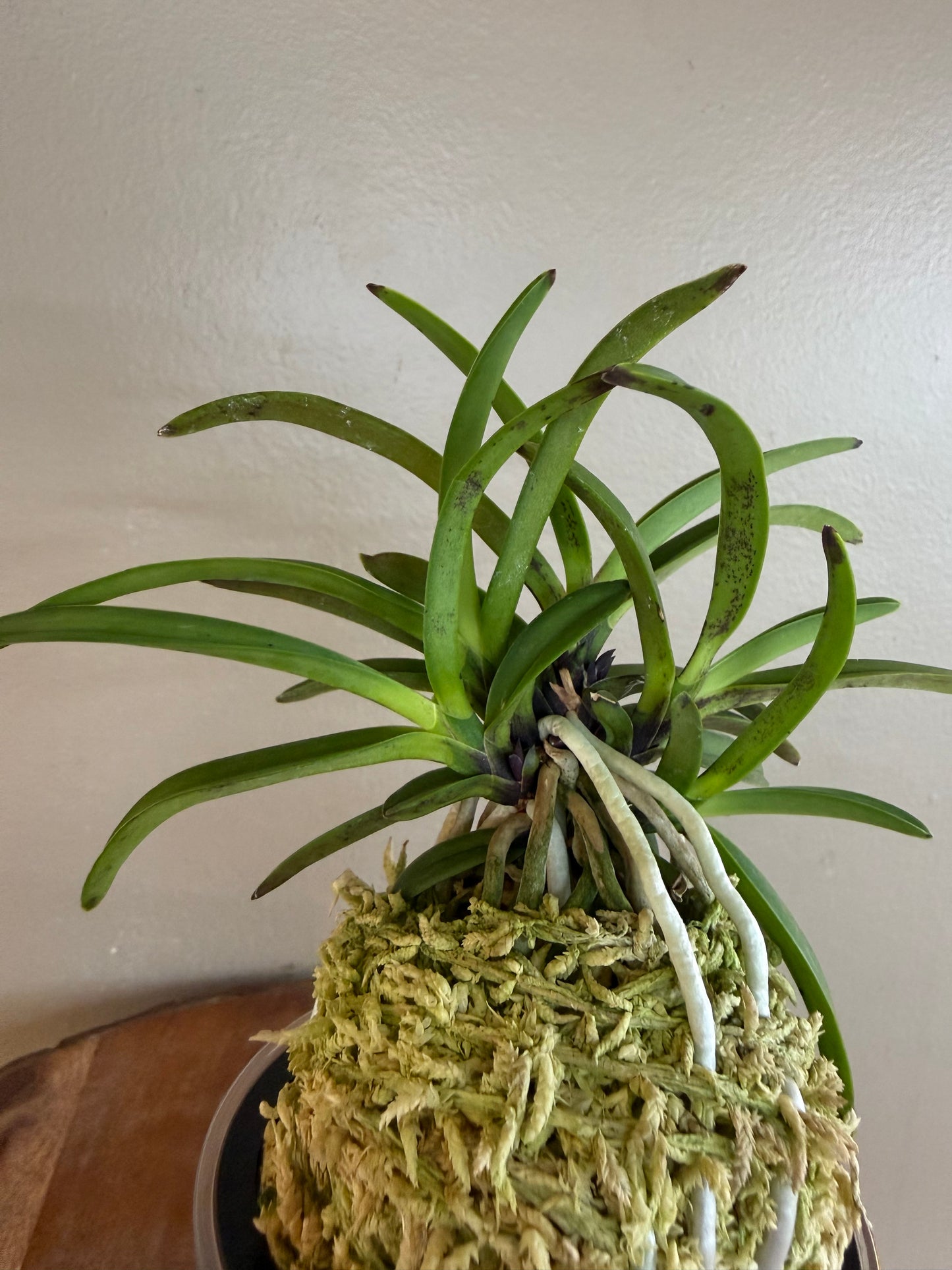 Neofinetia falcata Hong-ya (Honggang*Oushukuume) 紅也