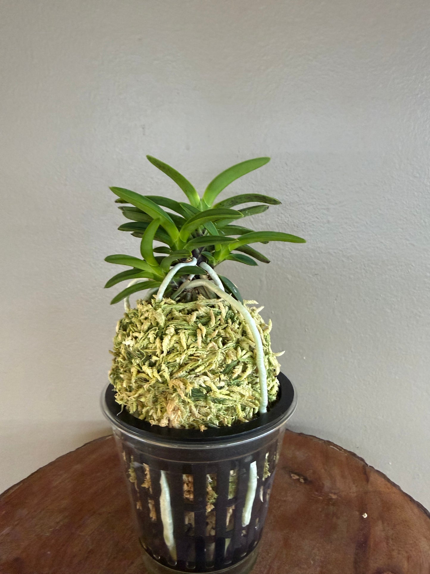 Neofinetia falcata Tsushima Ryokuho 對馬綠寶