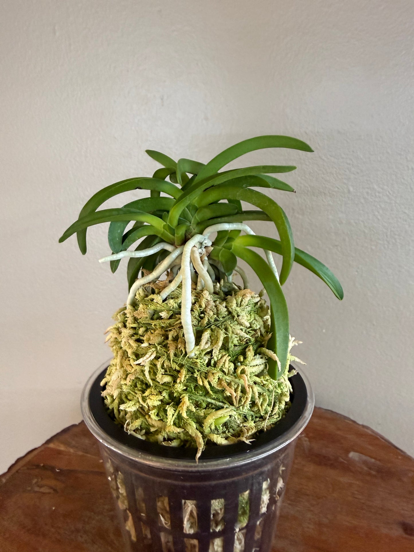 Neofinetia falcata Onami Seikai 大波青海