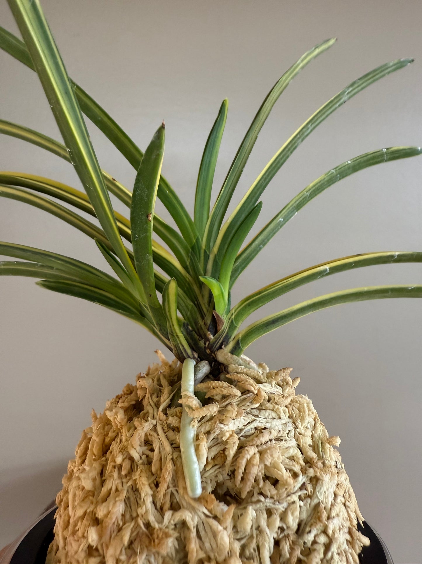 Neofinetia falcata Rain no Hikari 羅因之光