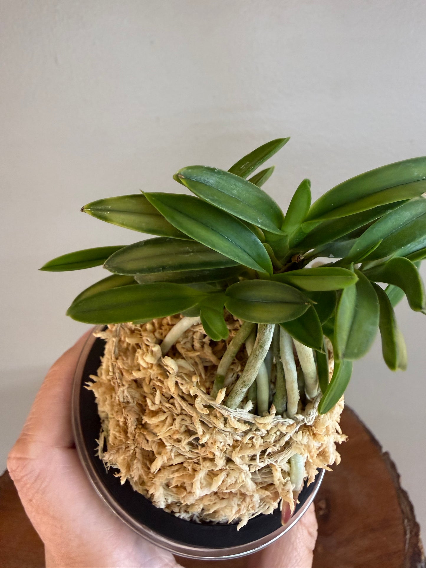 Neofinetia falcata Kinkujaku 金孔雀