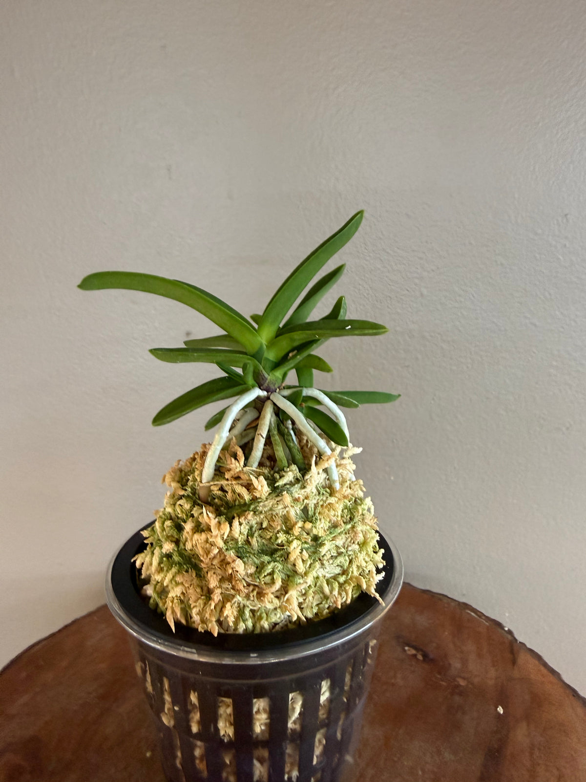 Neofinetia falcata Janggun 將軍