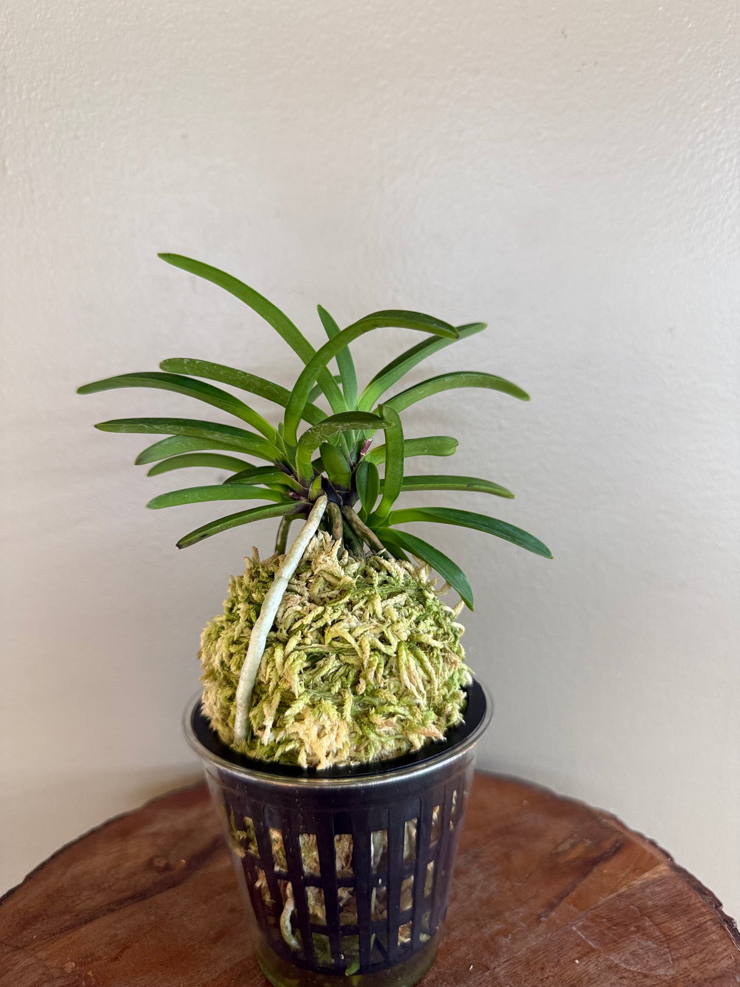Neofinetia falcata Ja-ya (Honggang*Oushukuume) 紫也
