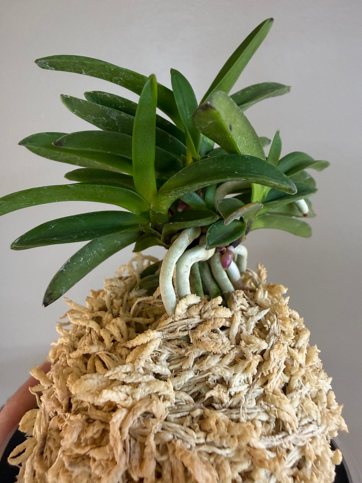Neofinetia falcata Tamakongo 玉金剛