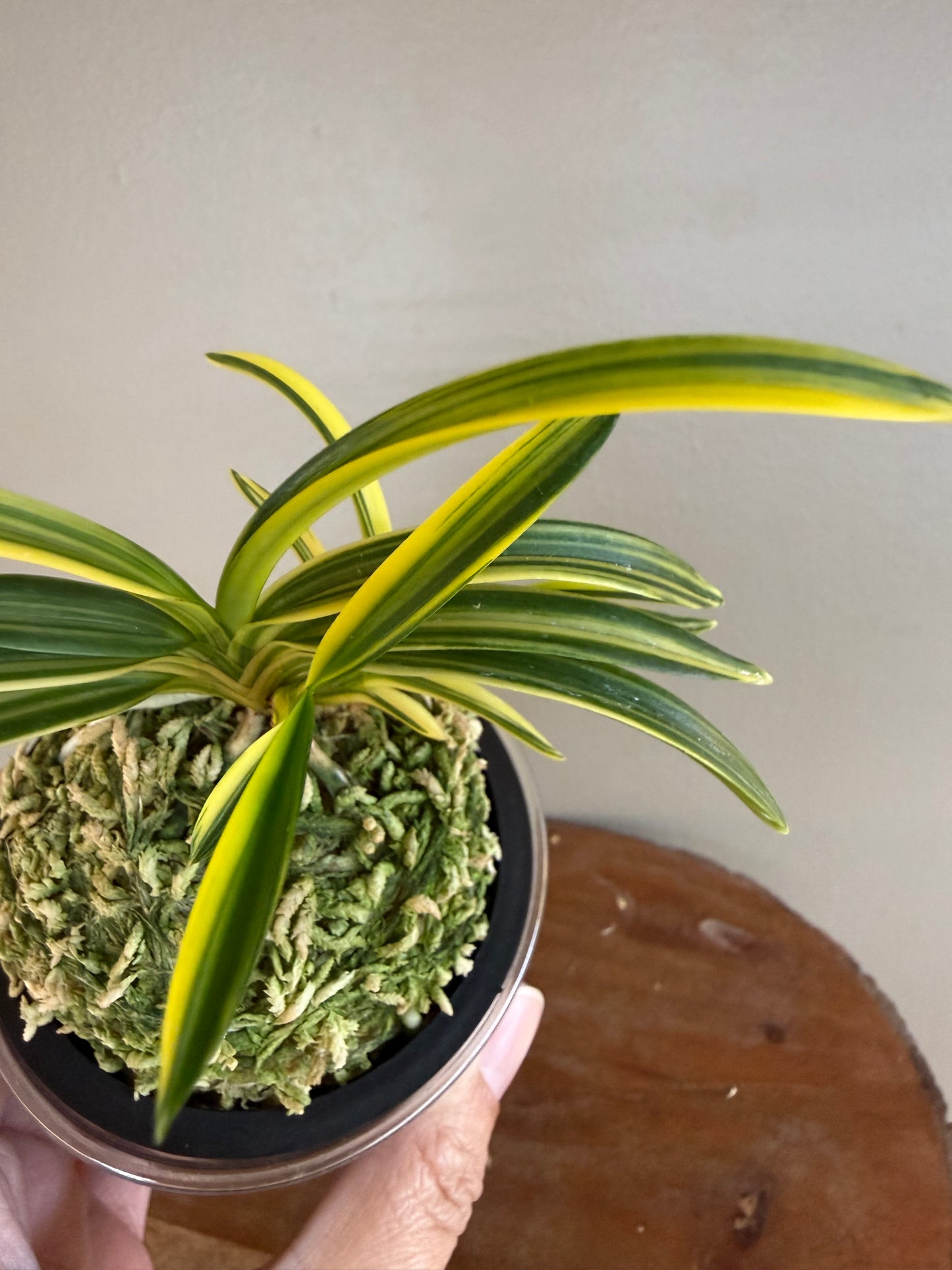 Neofinetia falcata Seio Nishiki 青王錦