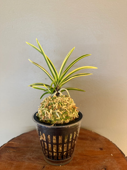 Neofinetia falcata Yuri 琉璃(Amami kanpaku  奄美冠白)