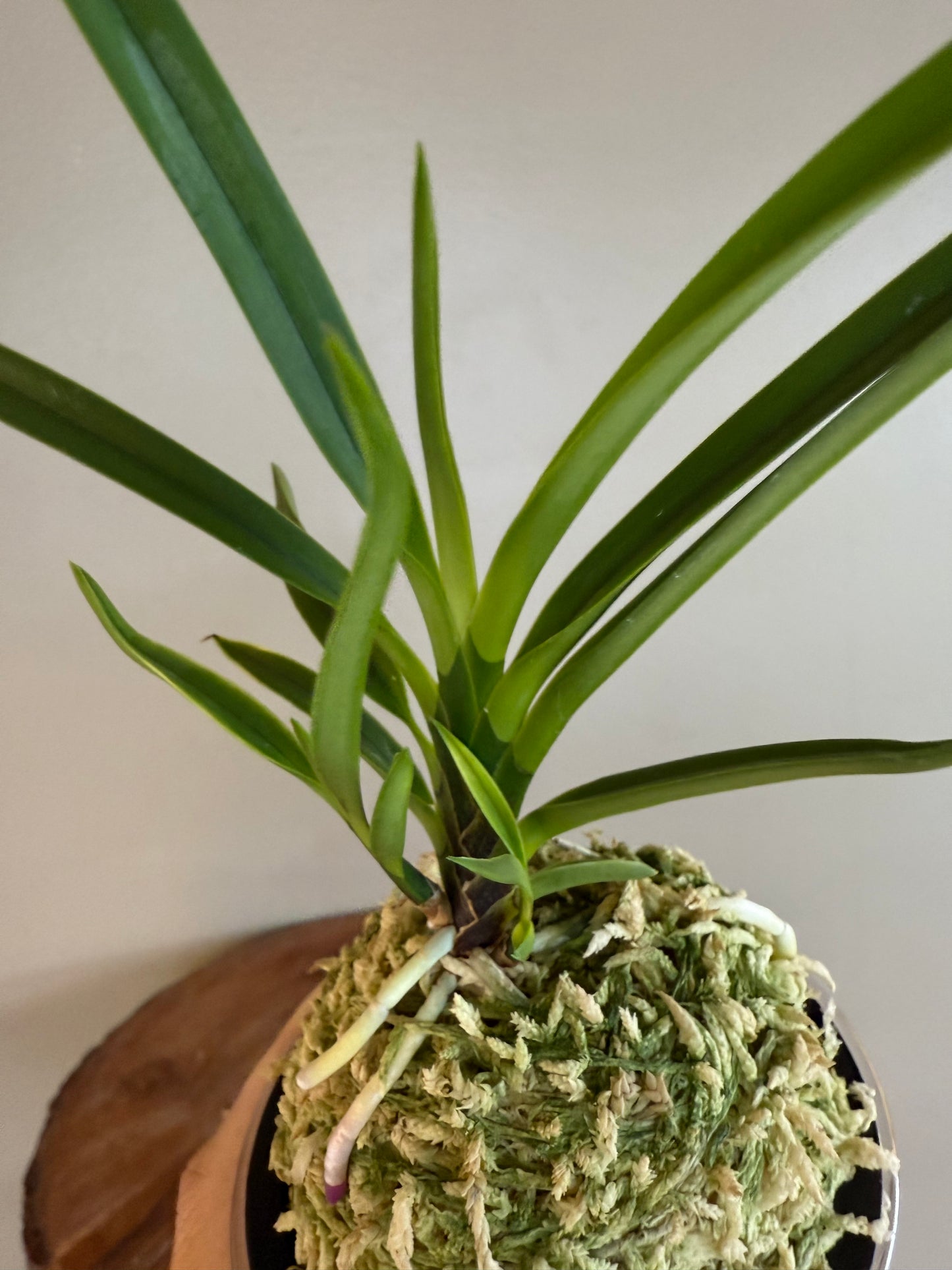 Neofinetia falcata Gogung(Kokyu) 故宮