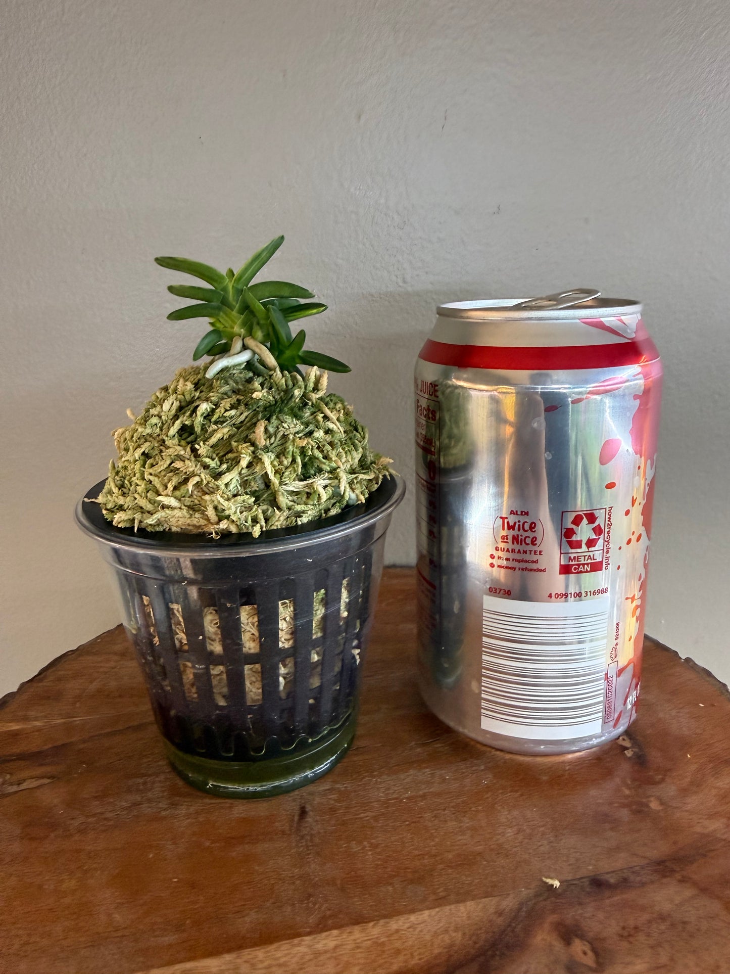 Neofinetia falcata Chwiwolho 翠月湖