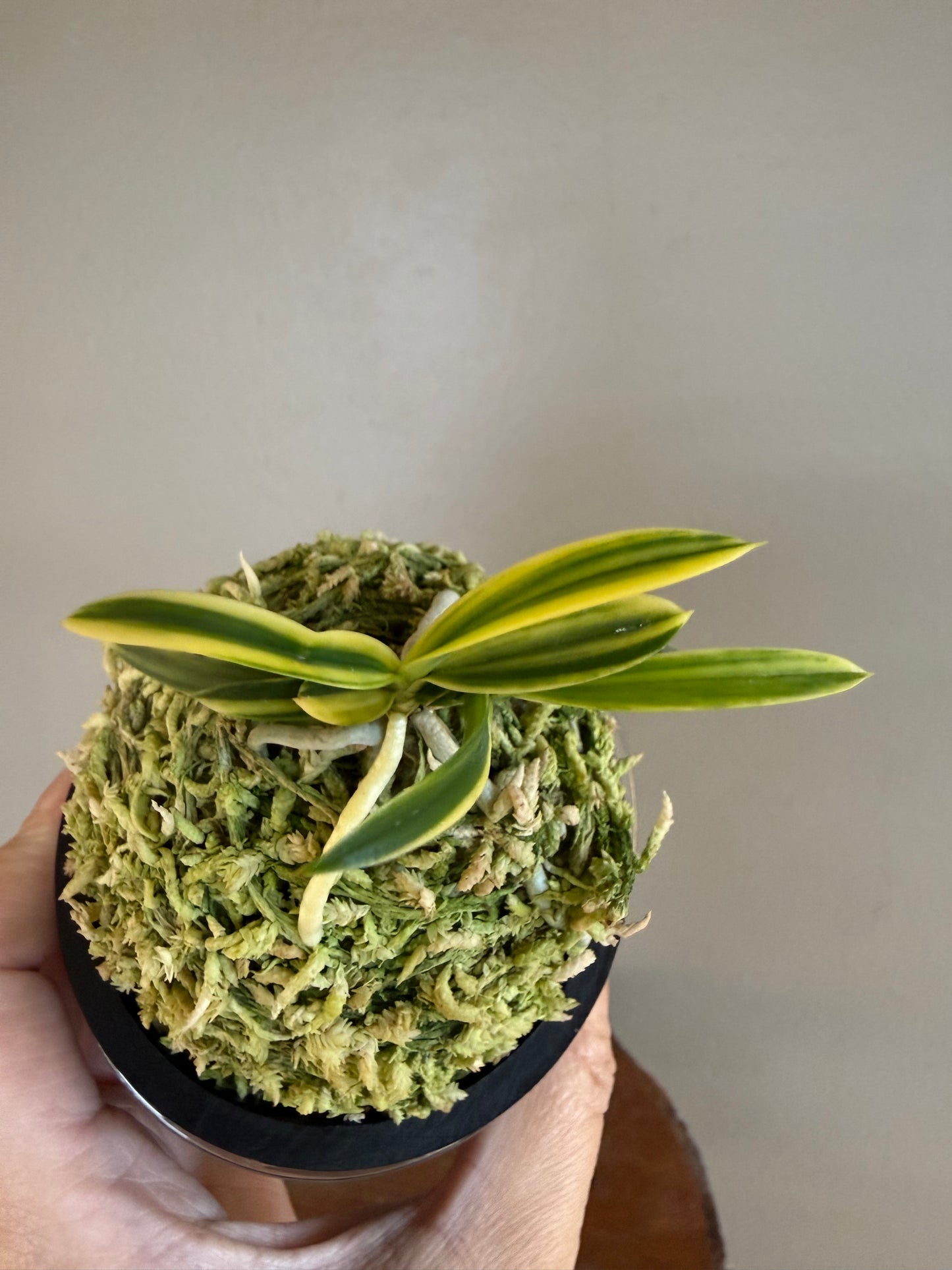 Neofinetia falcata Fugaku 富嶽