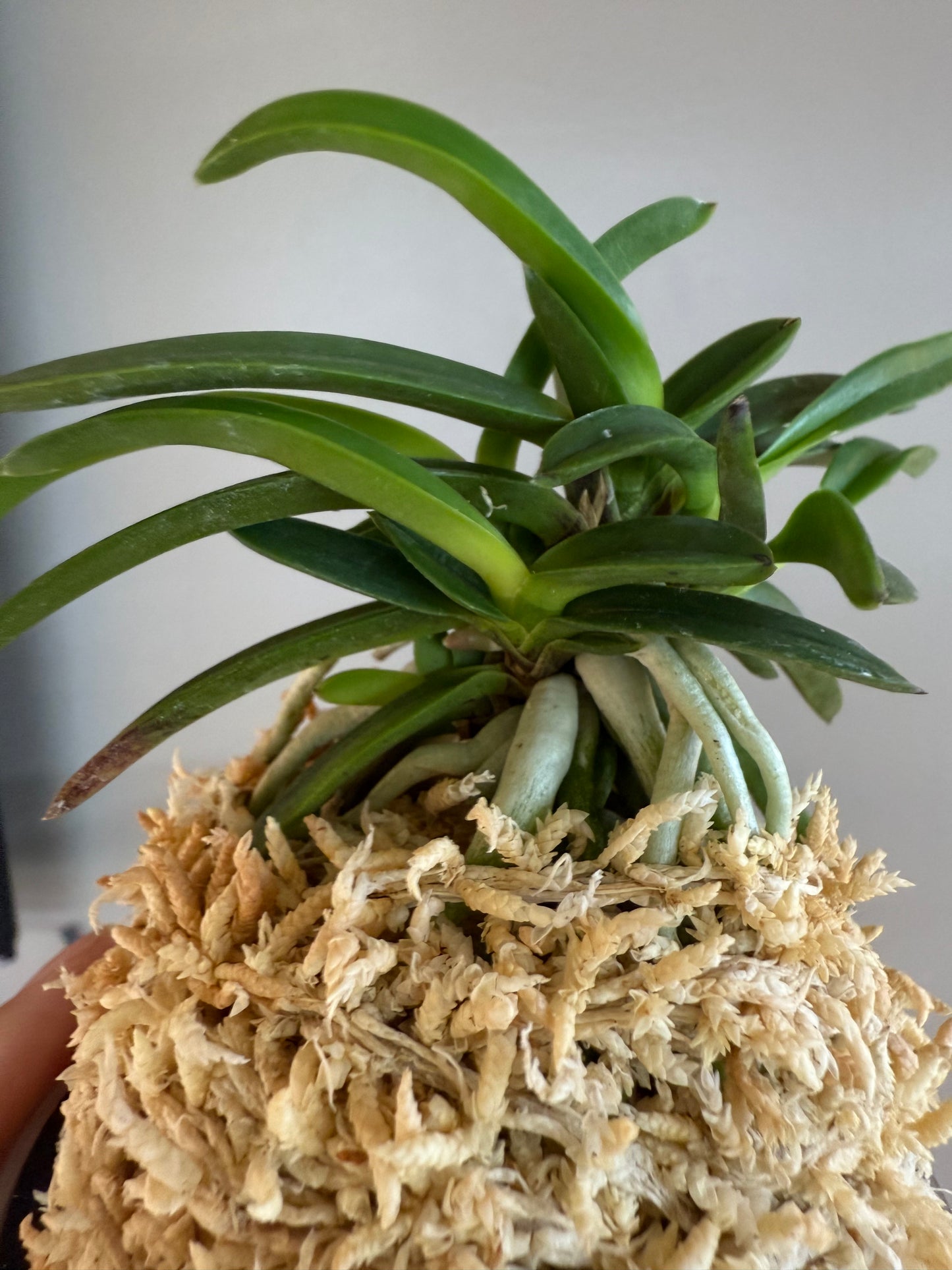Neofinetia falcata Benitengu 紅天狗