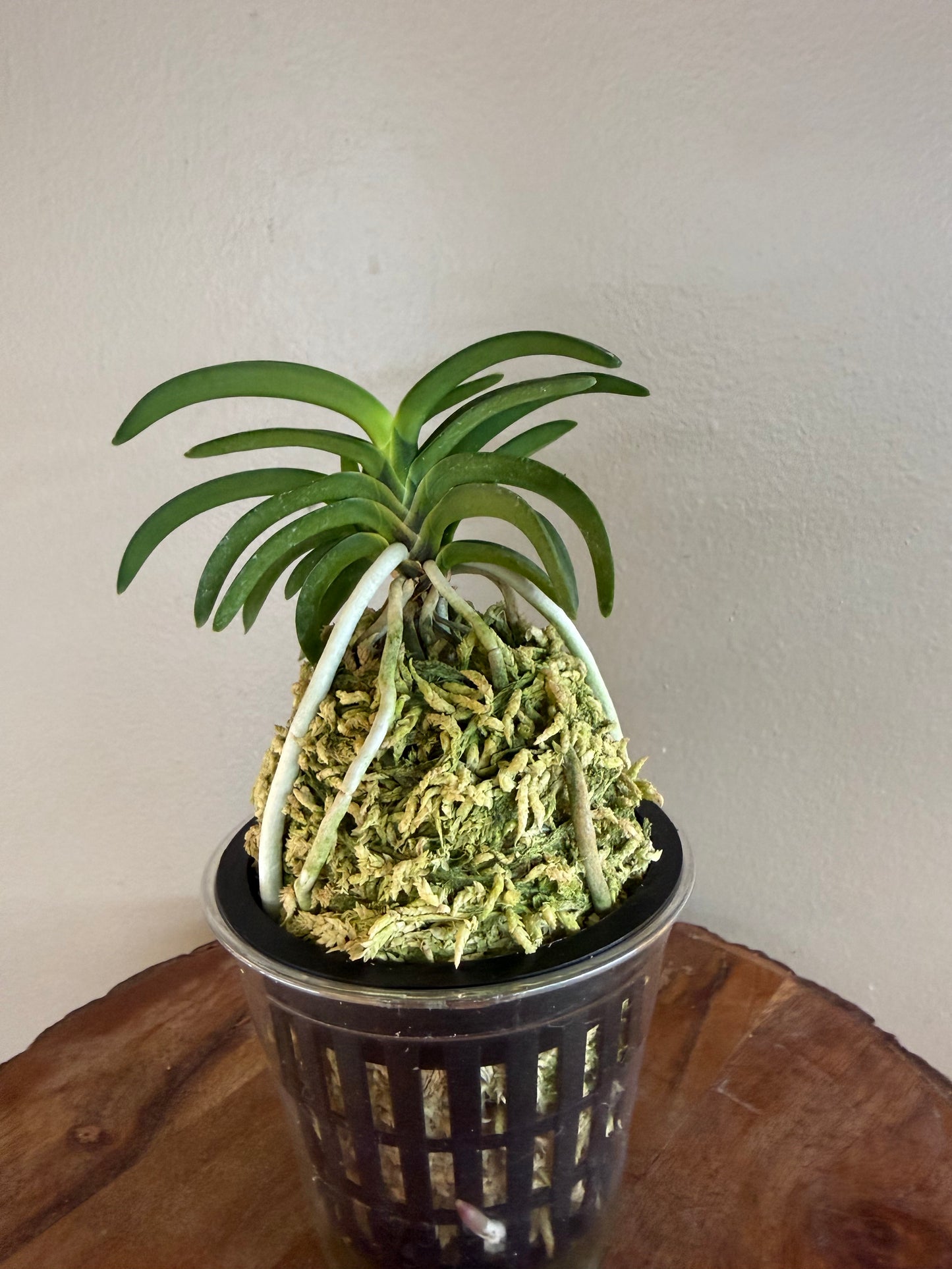 Neofinetia falcata Suikaden 翠華殿