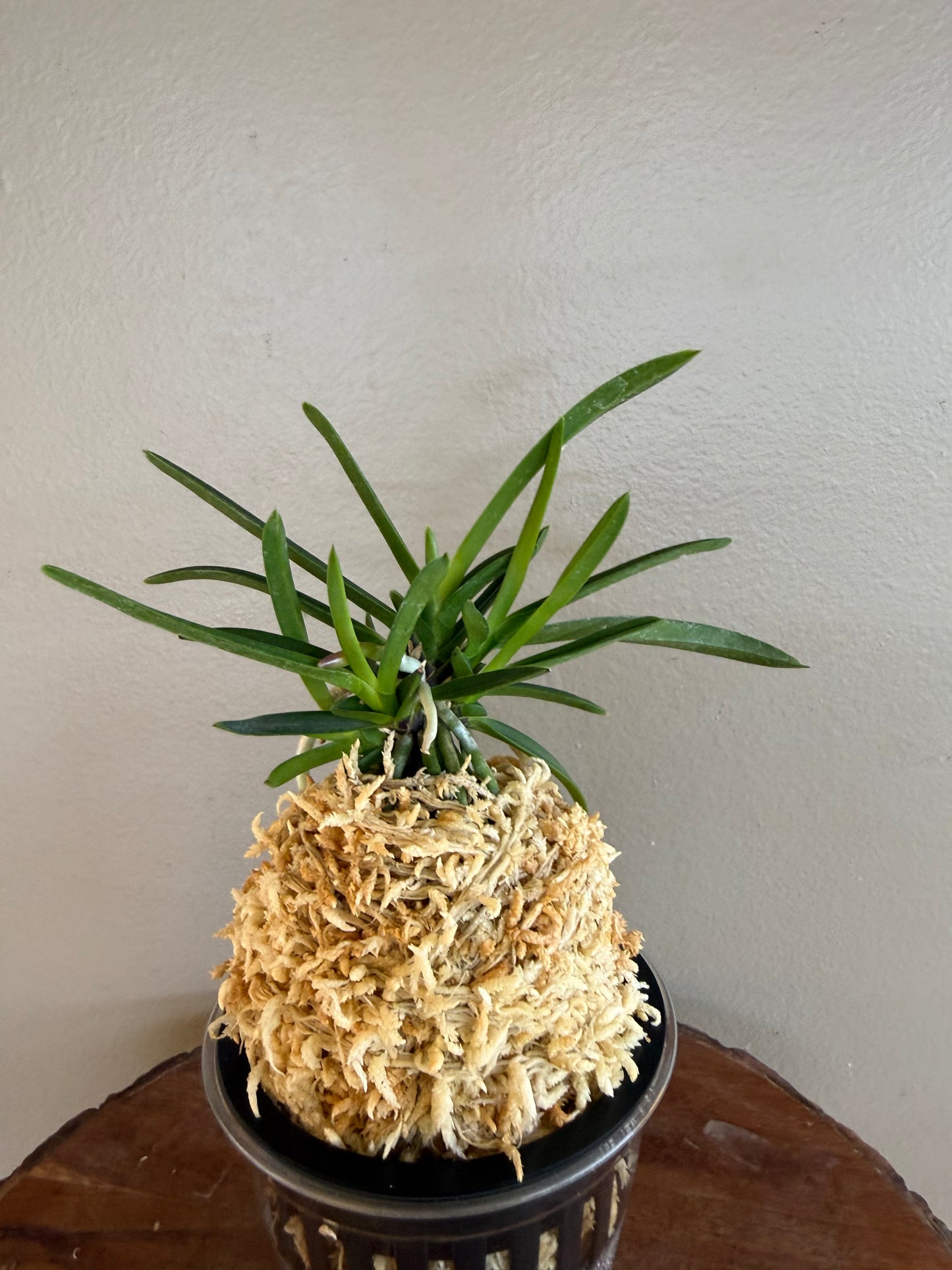 Neofinetia falcata Hisui 翡翠