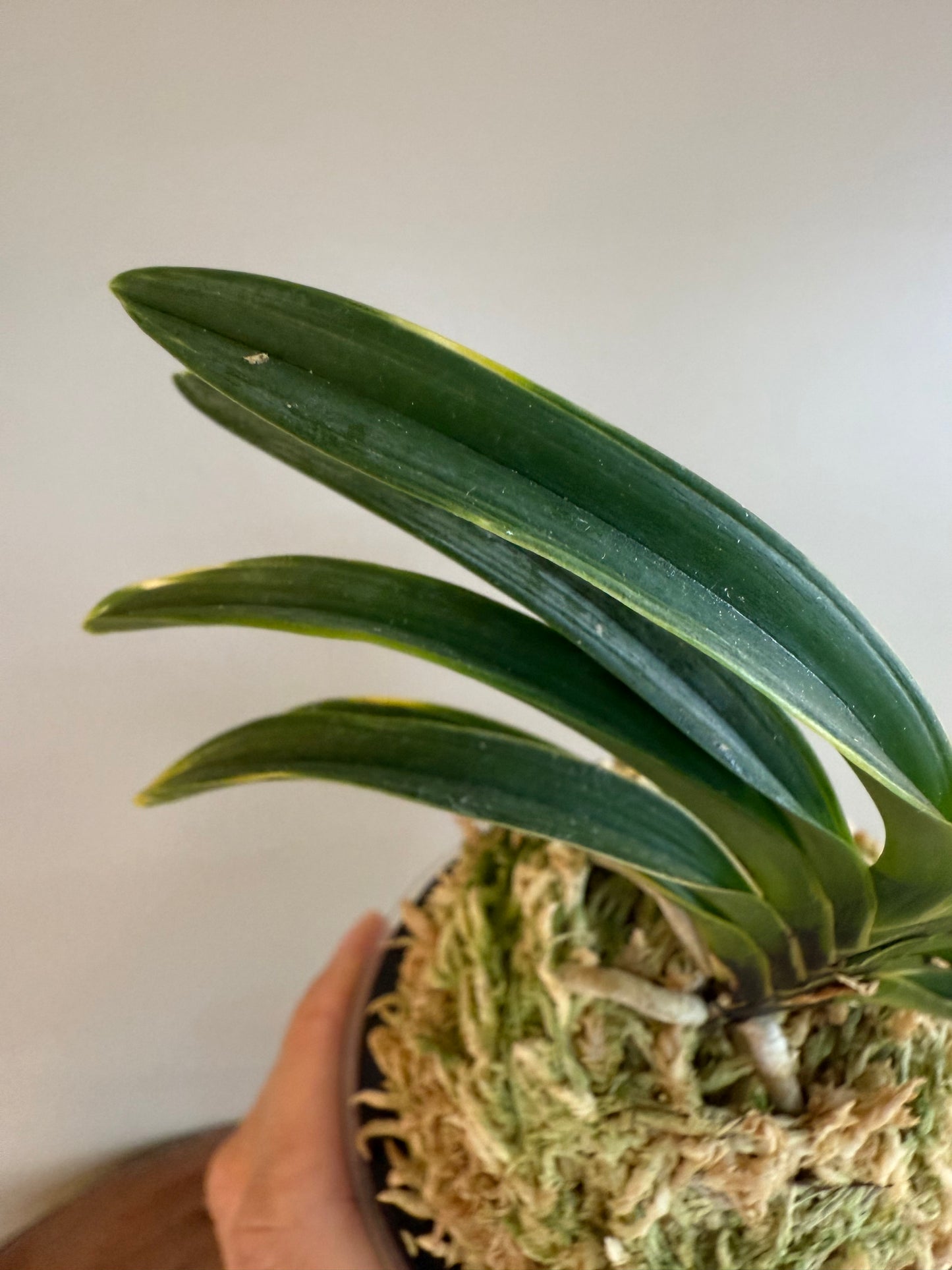 Neofinetia falcata Hanra(Harura) 漢拏