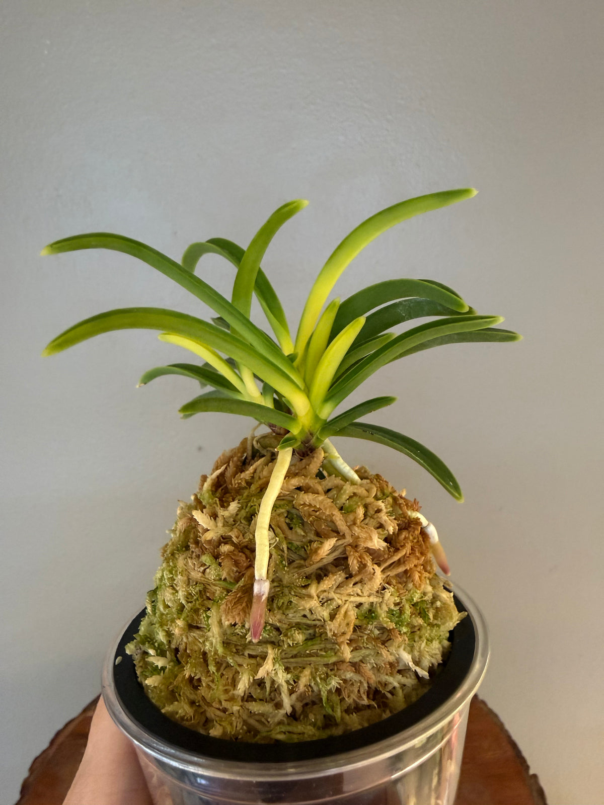 Neofinetia falcata Izumibotan 泉牡丹