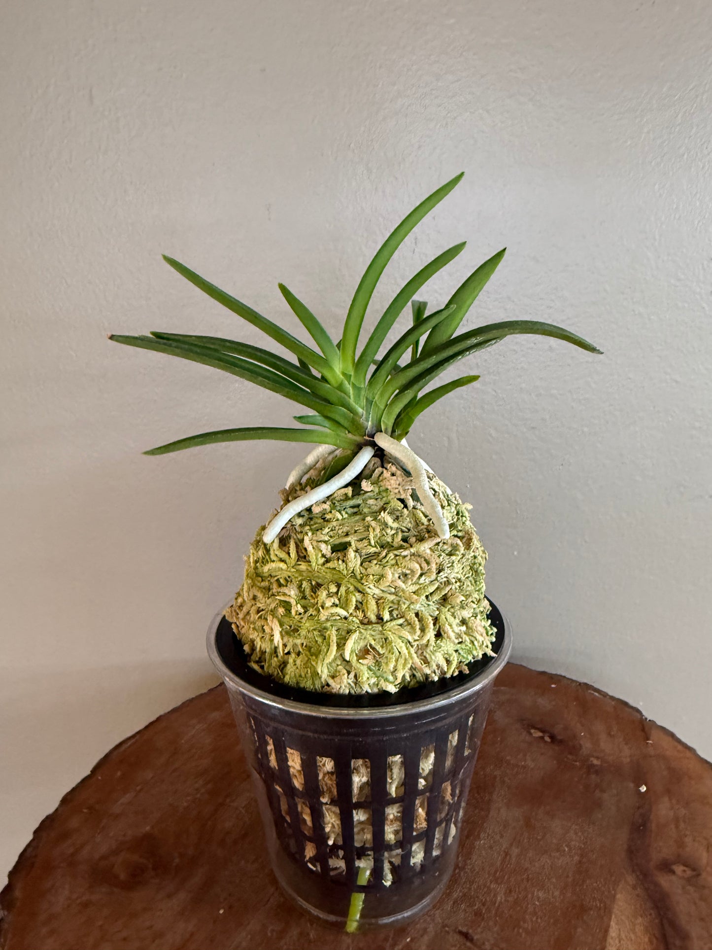 Neofinetia falcata Mangekyo 万華境