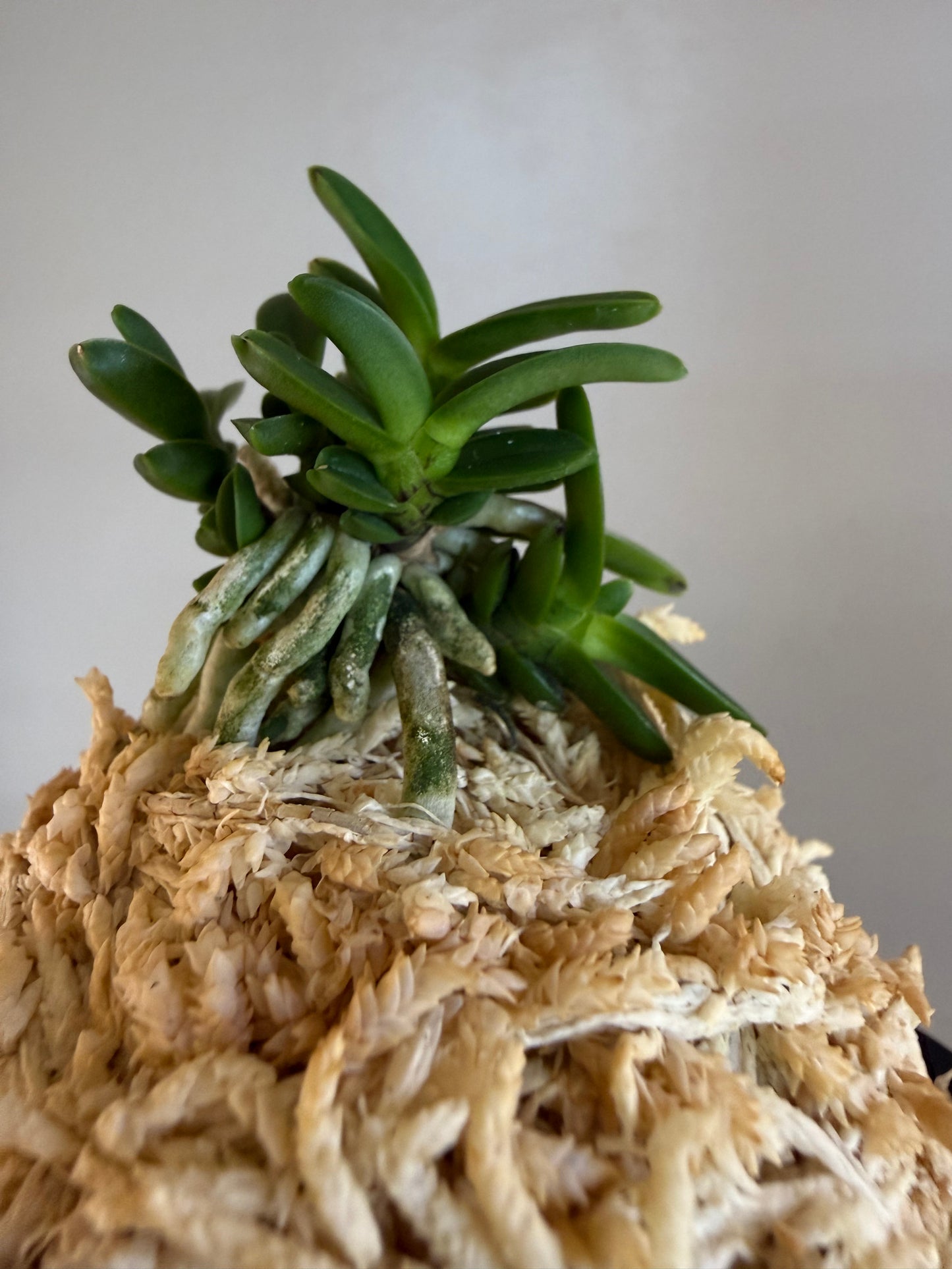 Neofinetia falcata Kuroshinju 黒真珠
