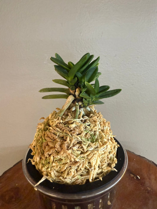 Neofinetia falcata Kobantakara 小判宝