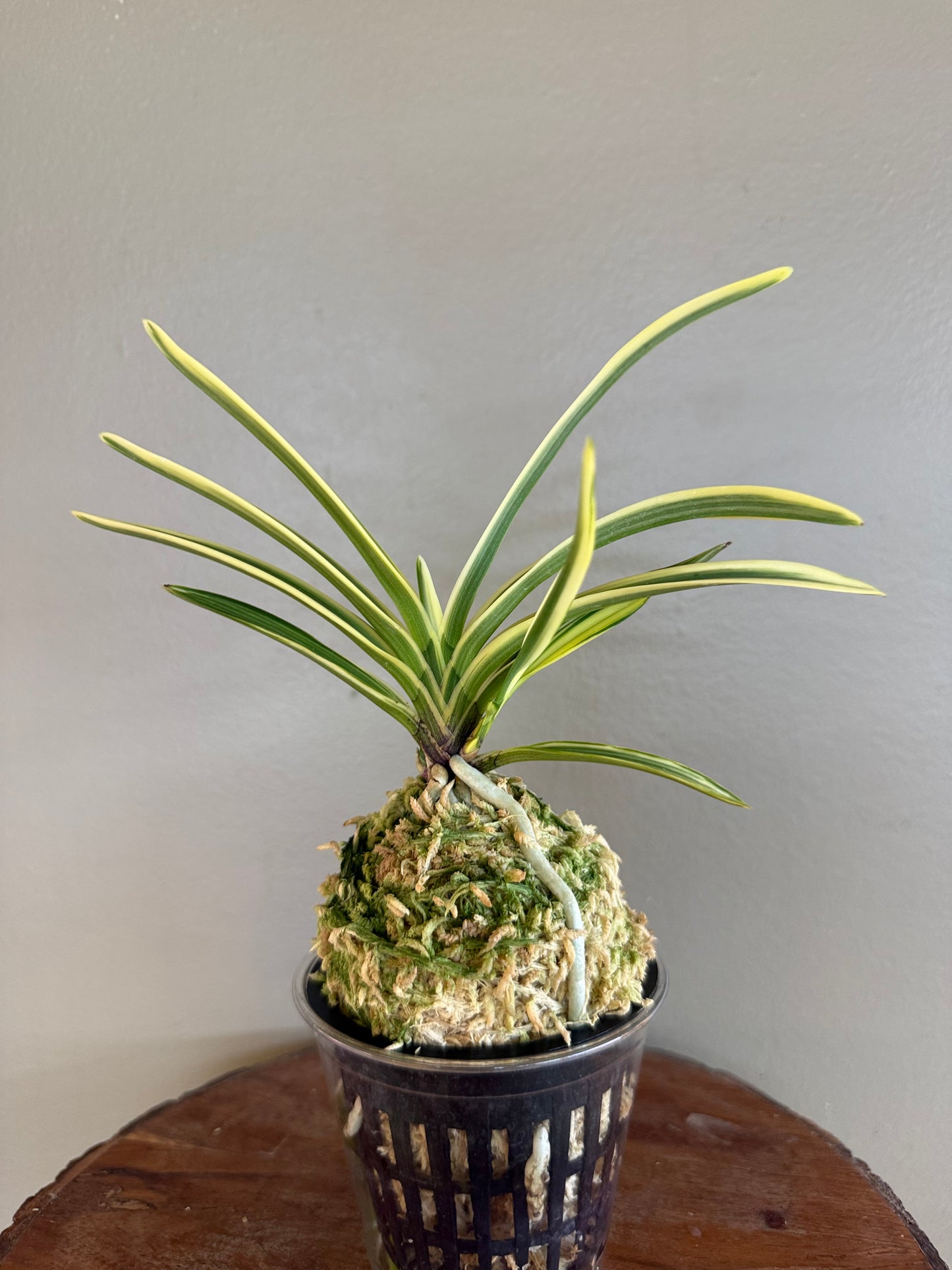 Neofinetia falcata Gwanak 冠岳