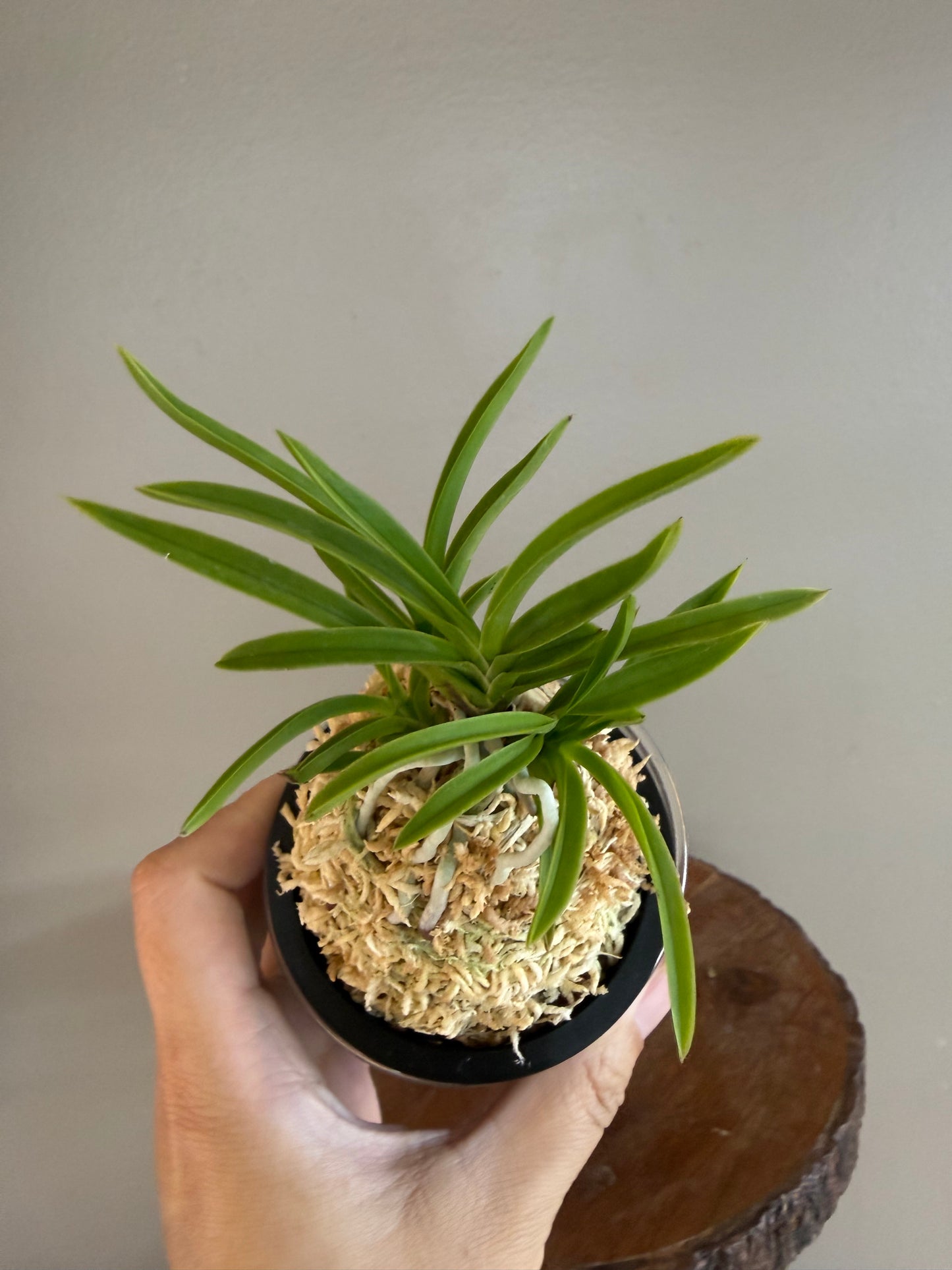 Neofinetia falcata Manjushage 曼珠沙華