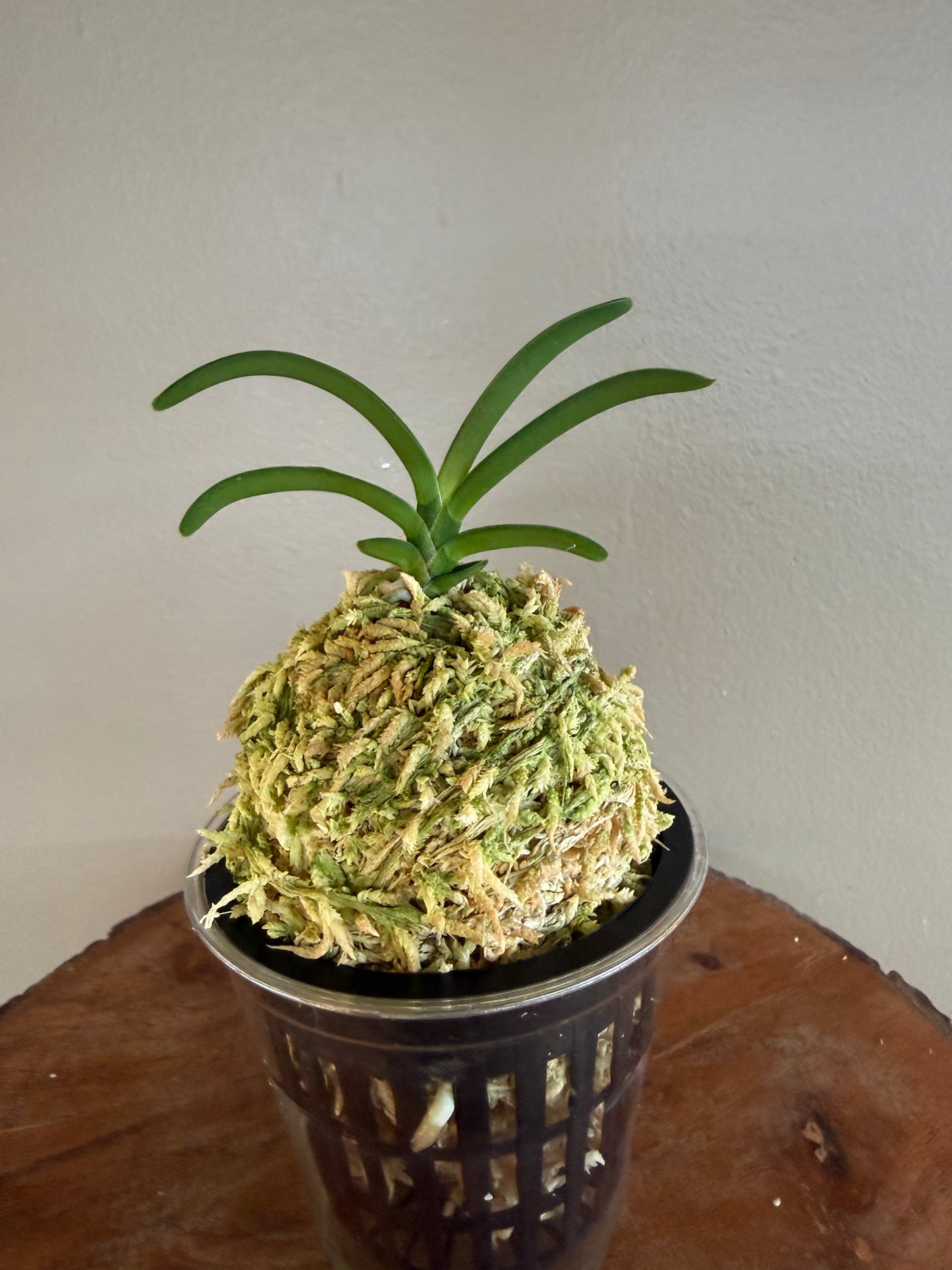 Neofinetia falcata Wonhong 元紅