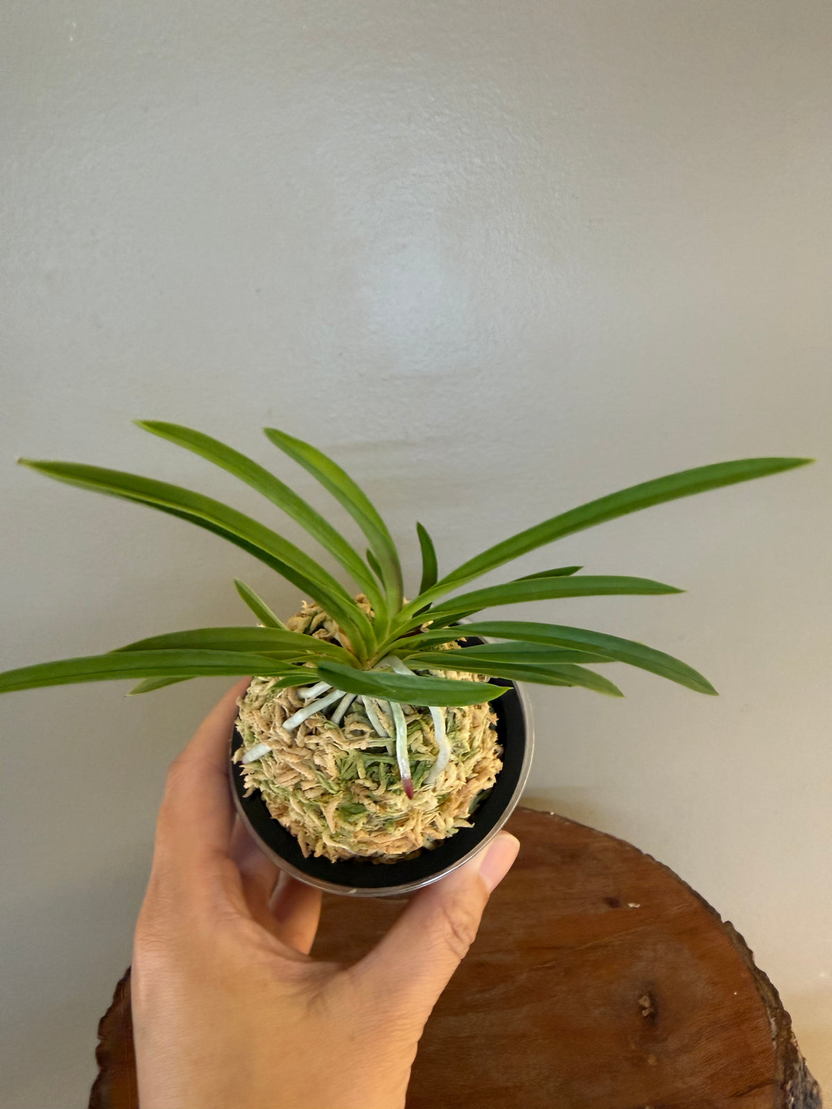 Neofinetia falcata Gongju 公主 (dark pink) Rare