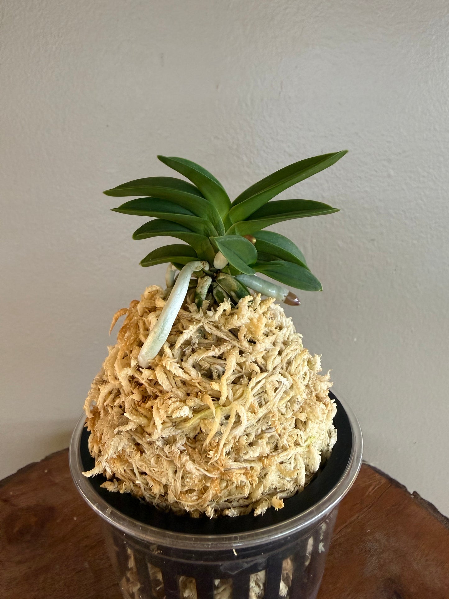 Neofinetia falcata Dojangwon (Jangwon+Honghyeon) 桃壯元