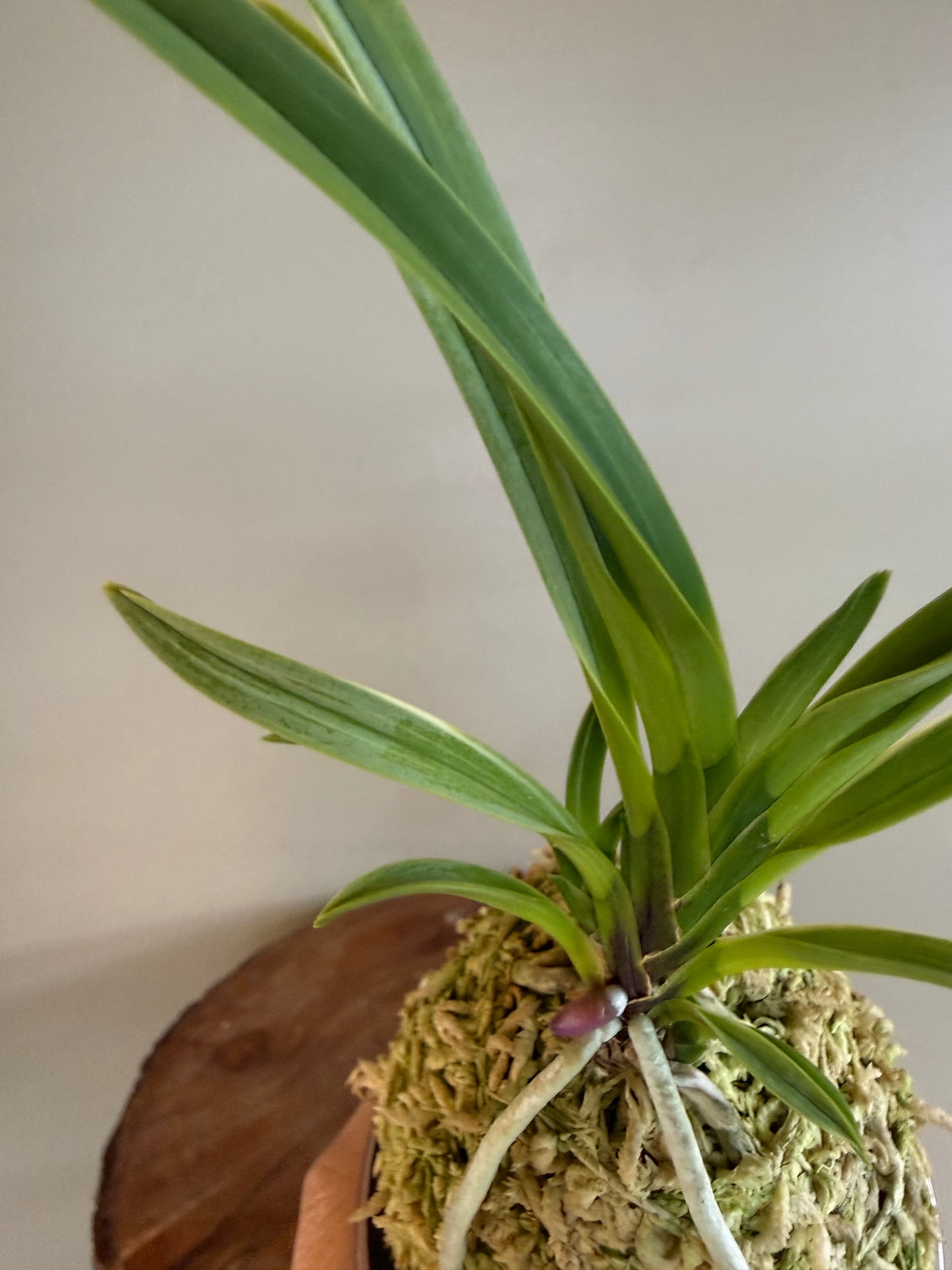 Neofinetia falcata Nishiryonishiki 西凌錦