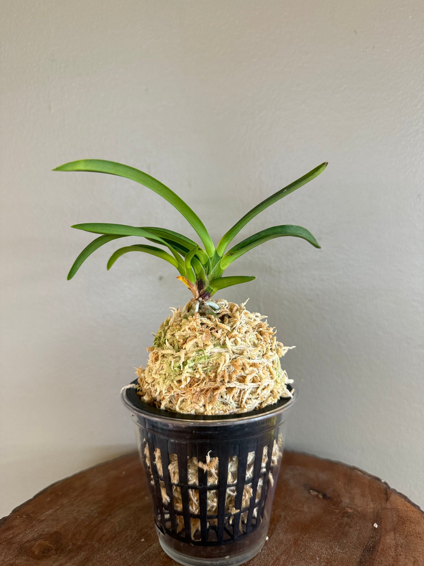 Neofinetia falcata Yamafubuki 山吹雪