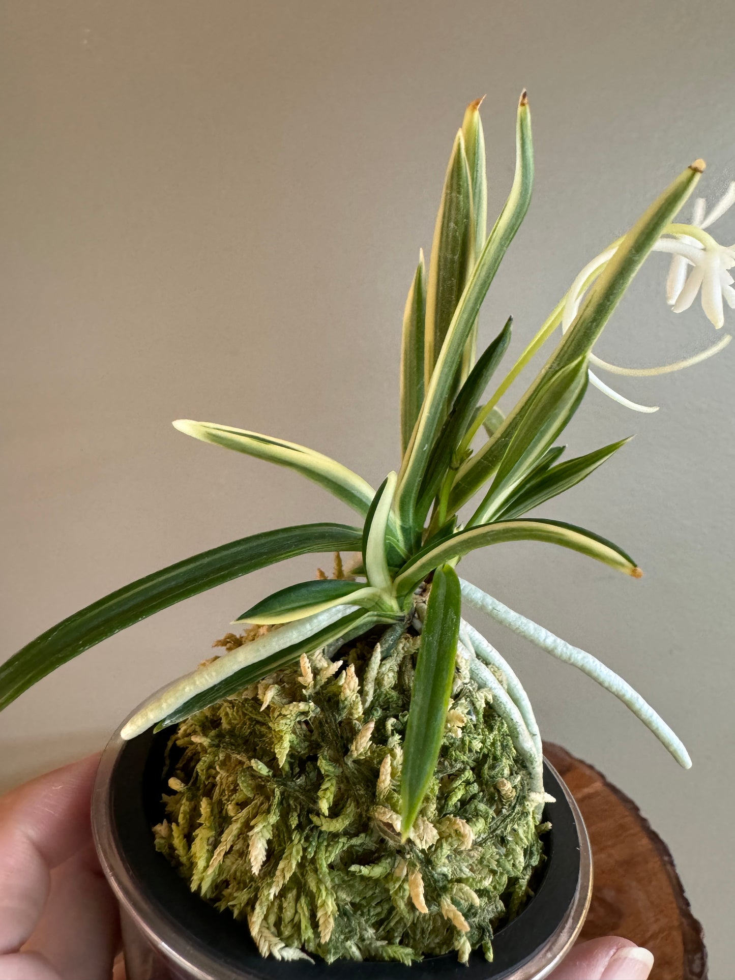 Neofinetia falcata Gojo Fukurin 御城覆輪