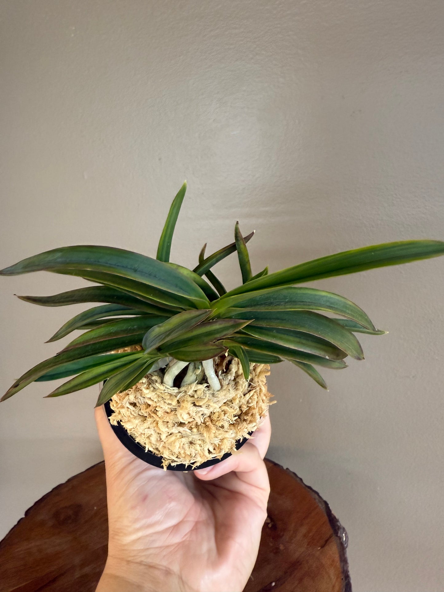 Neofinetia falcata Beniogi 紅扇