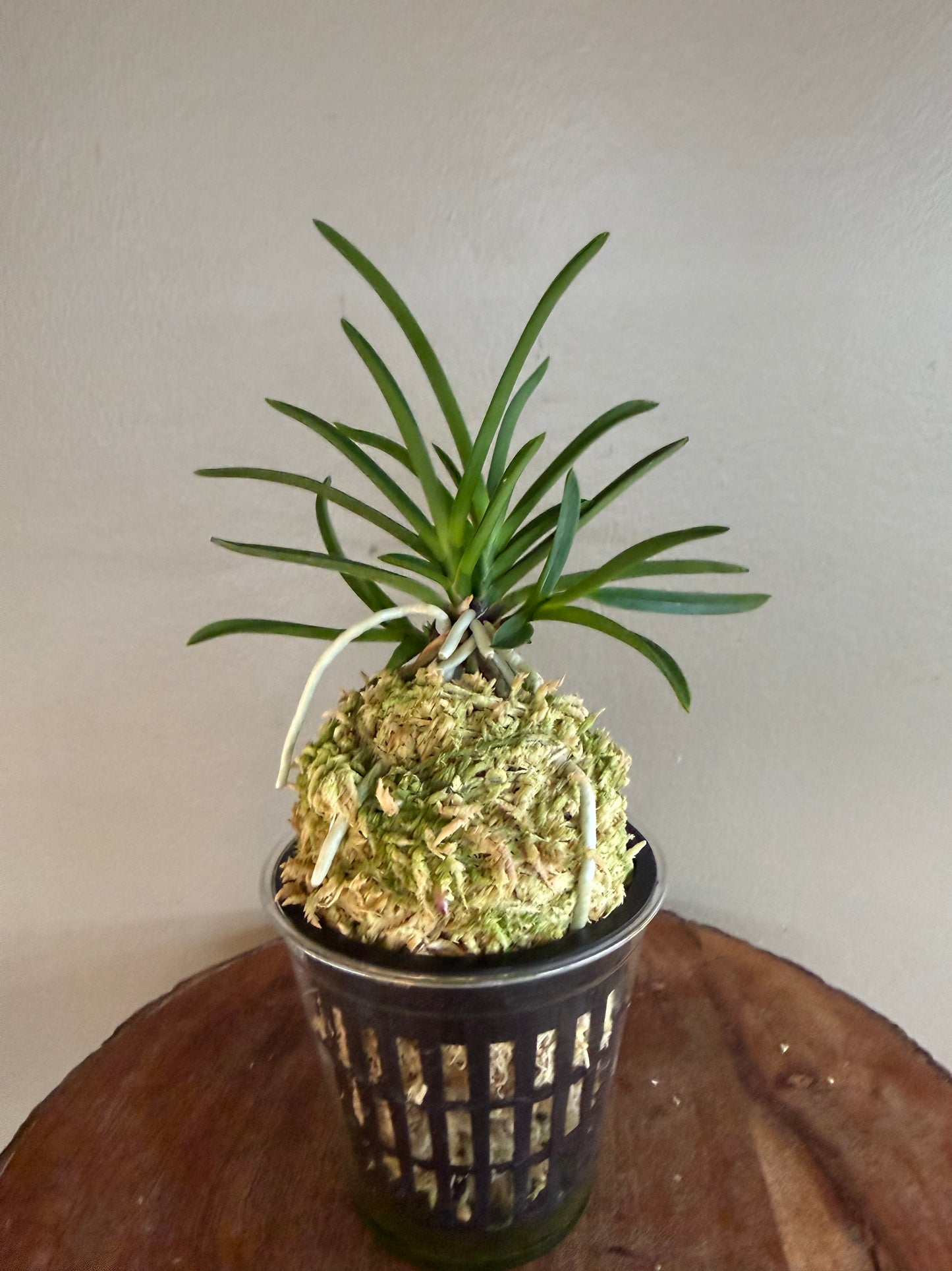 Neofinetia falcata 夕映 Yubae