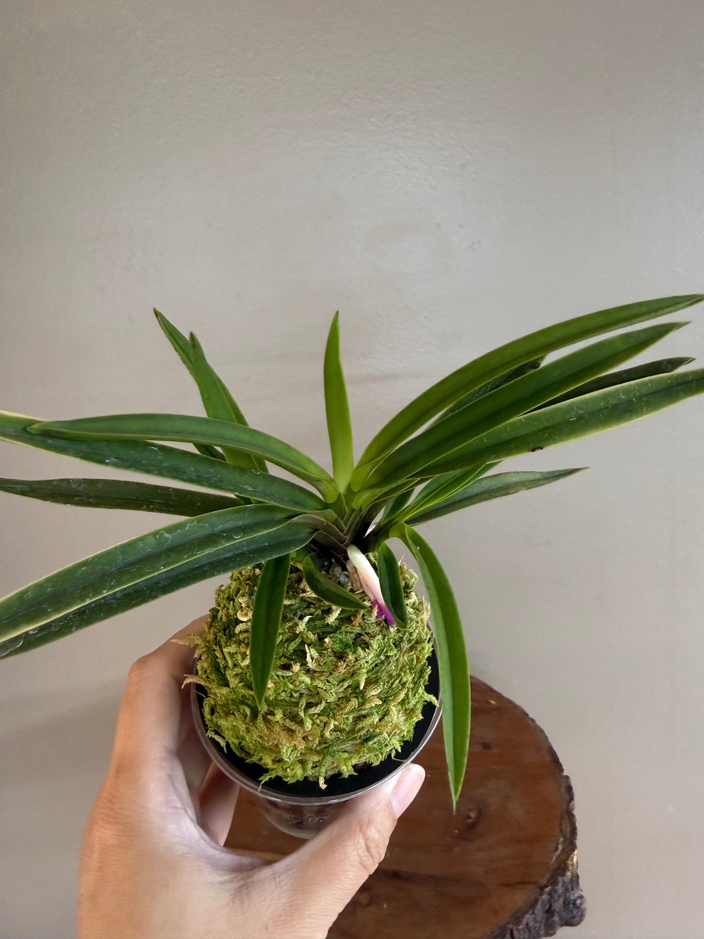 Neofinetia falcata Gogung(Kokyu) 故宮