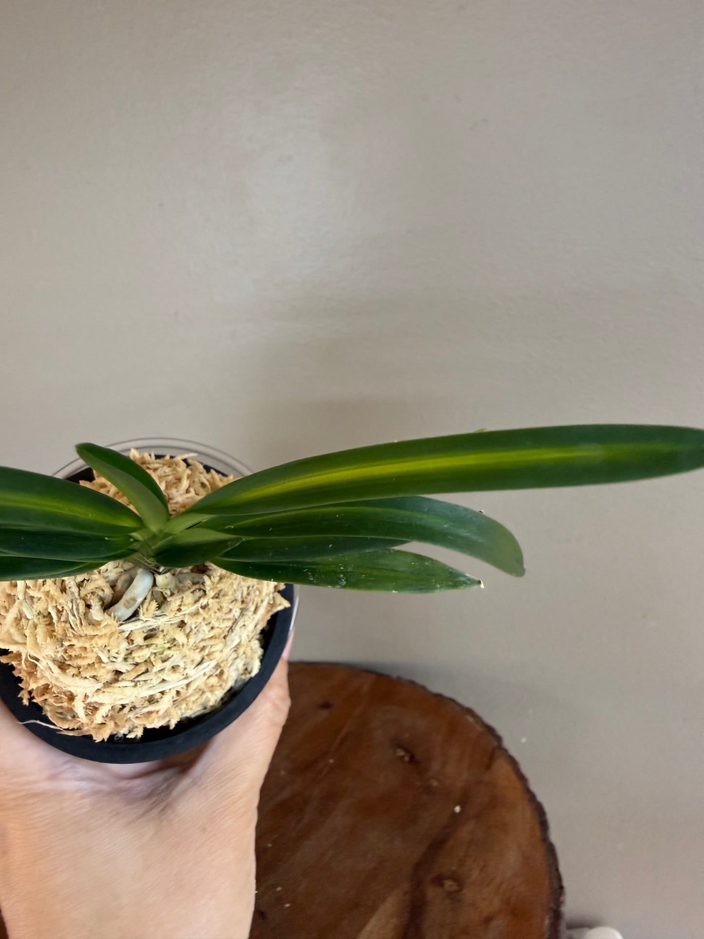 Neofinetia falcata Gosu nakafu 高穗中班