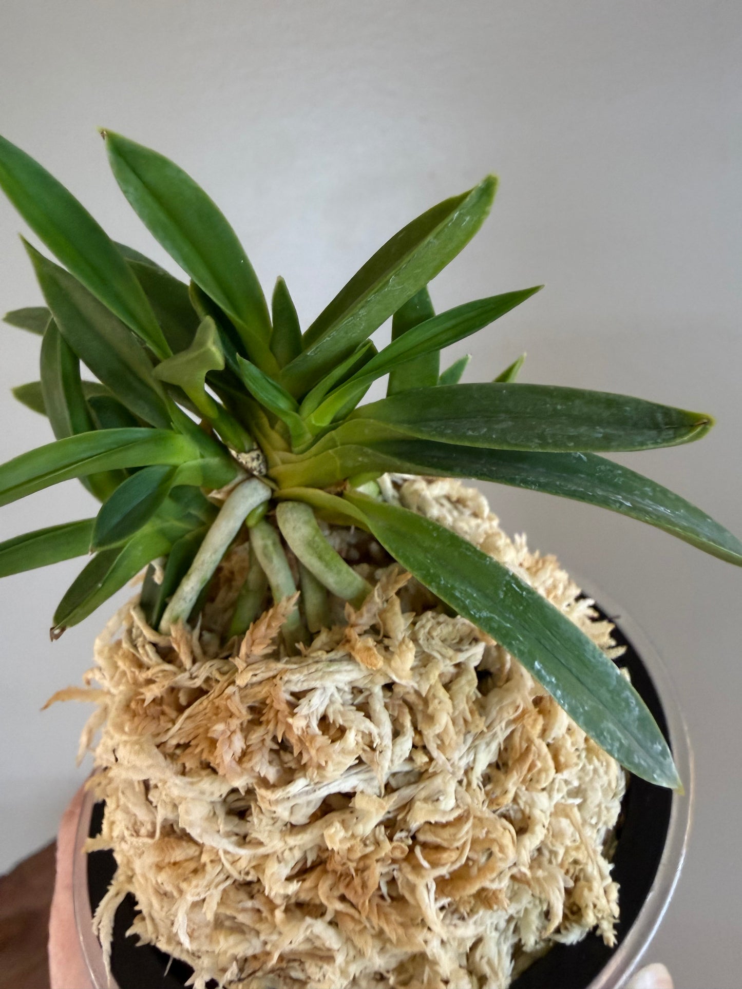 Neofinetia falcata Junihitoe 十二単