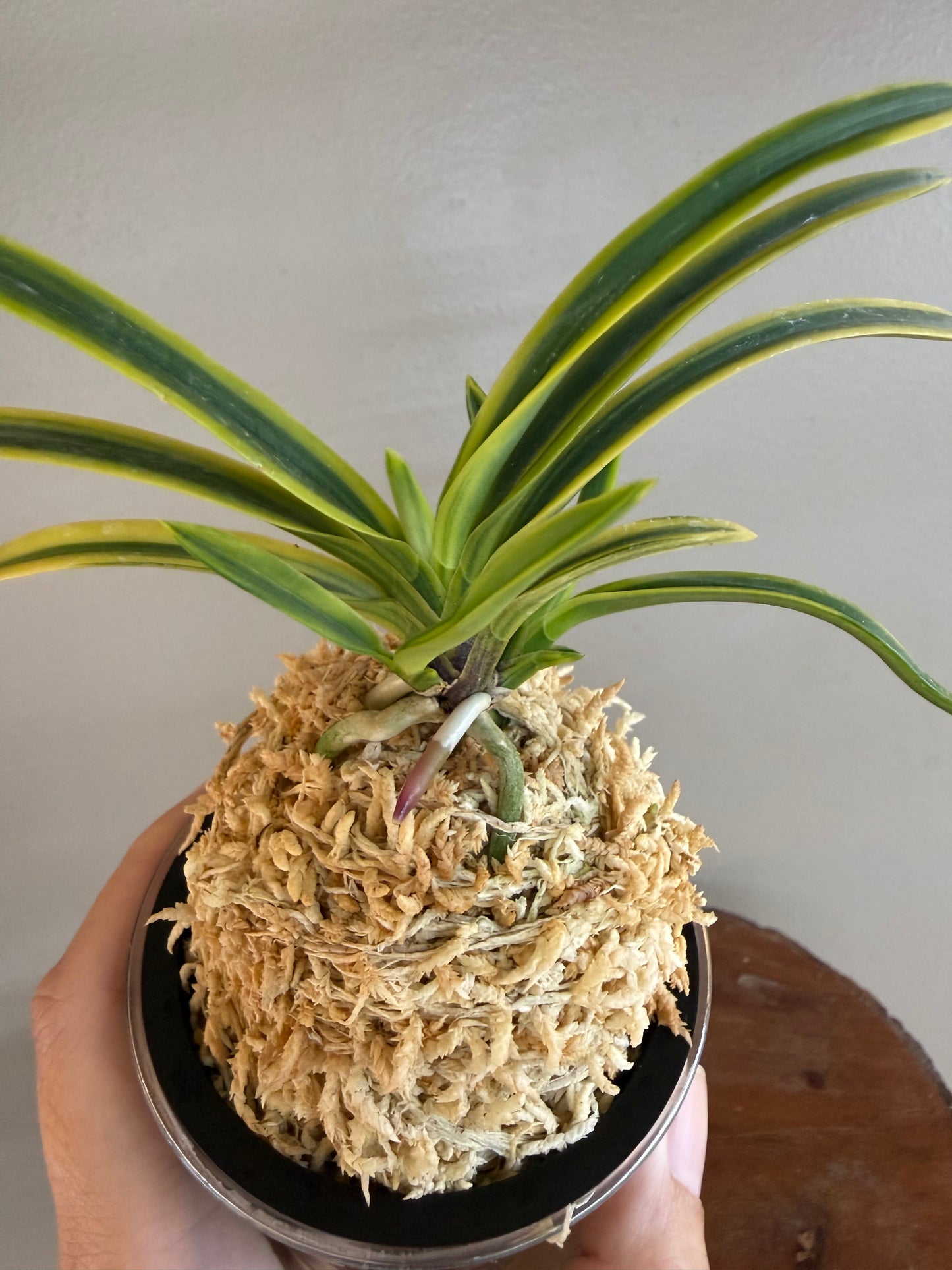 Neofinetia falcata Renjomaru 連城丸