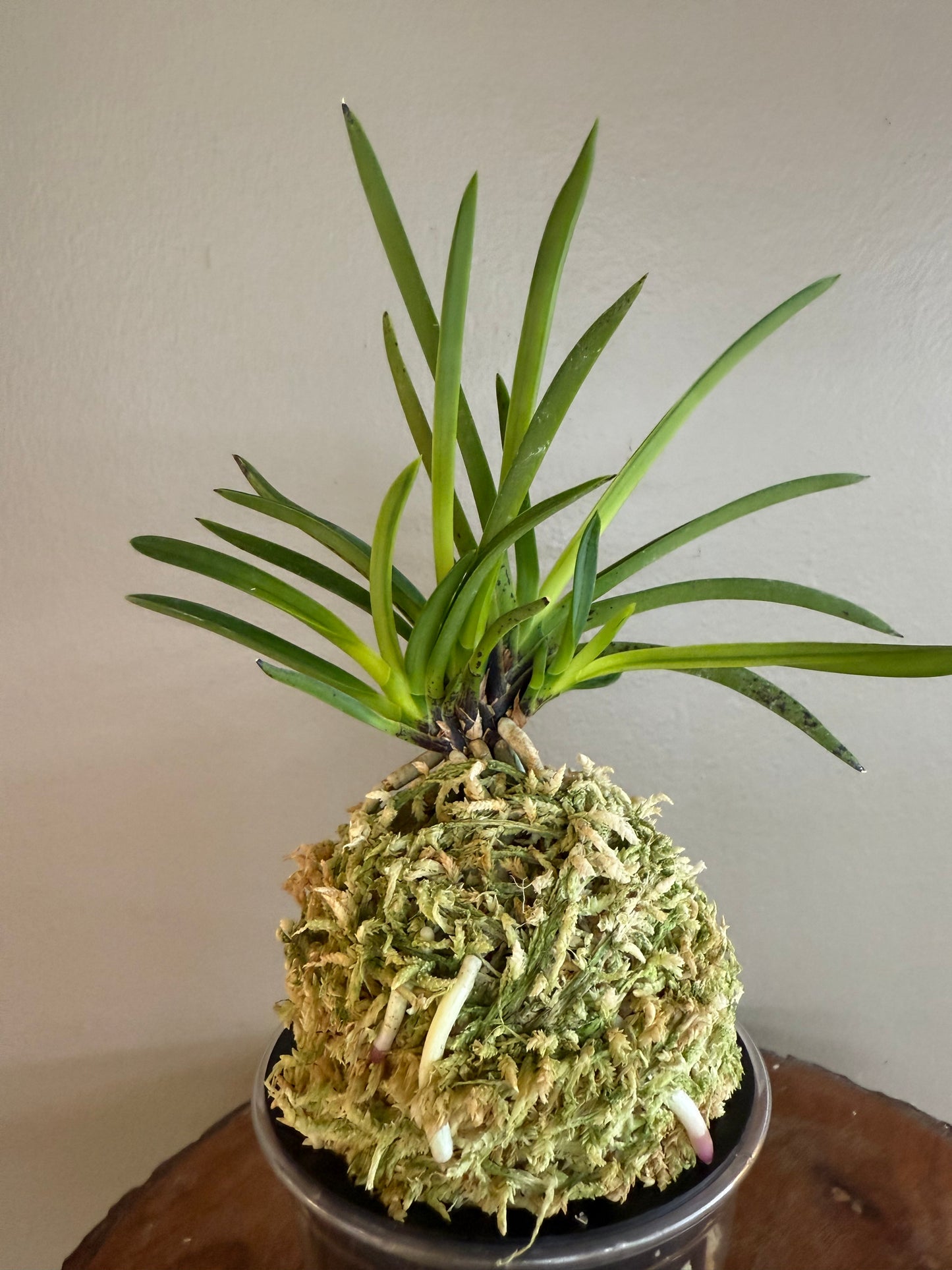 Neofinetia falcata Kinkazan 金華山