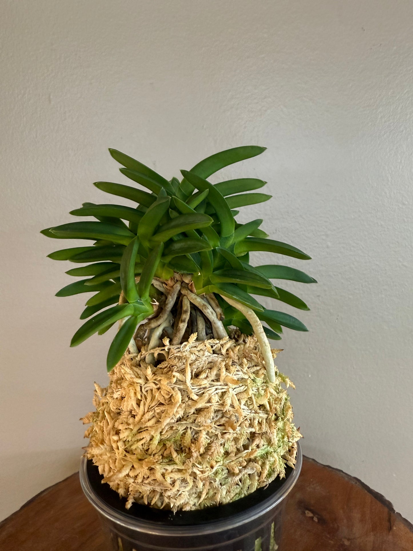 Neofinetia falcata Pungwolsan 豊月山