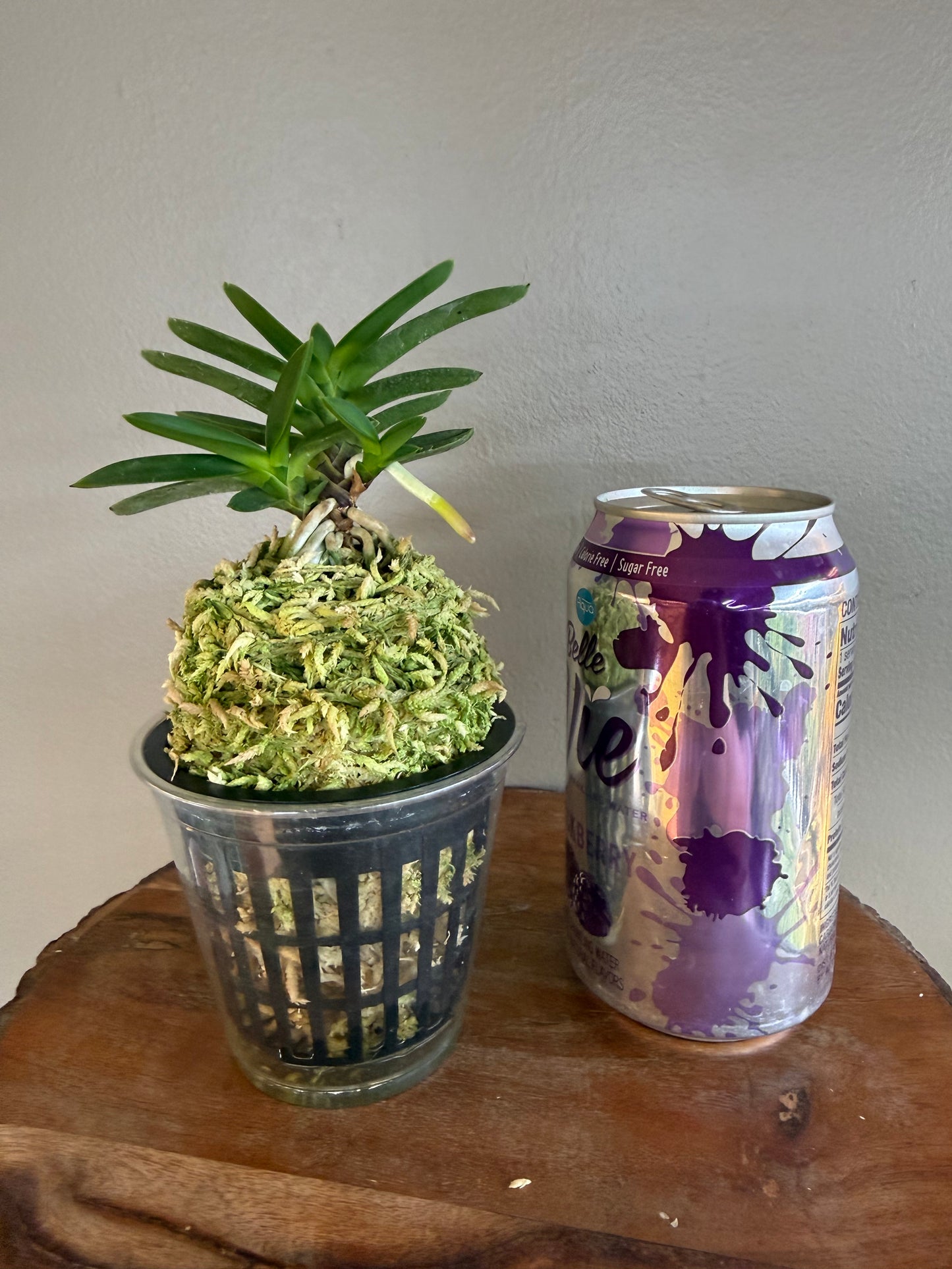 Neofinetia falcata Tengyokuho 天玉宝