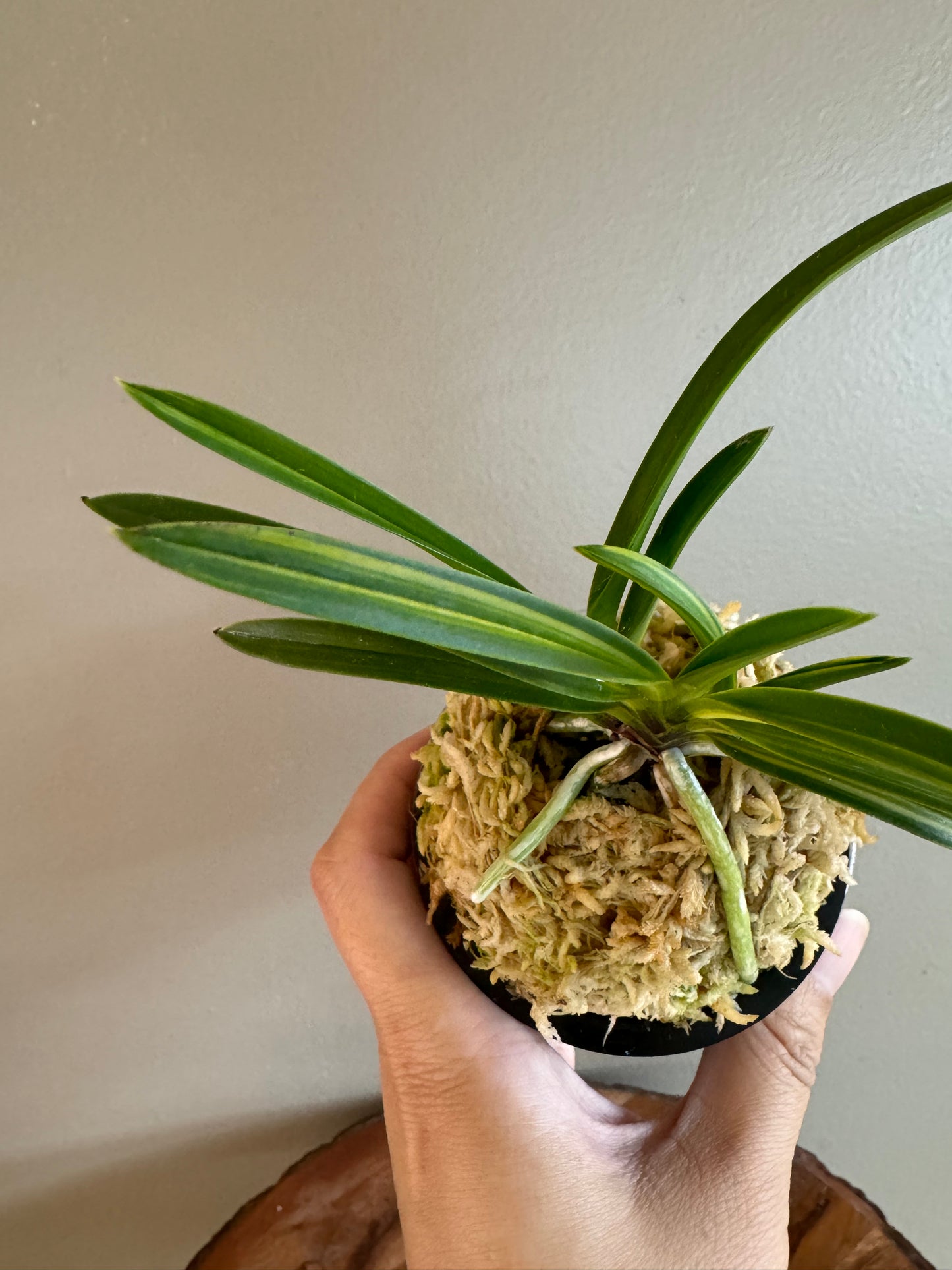 Neofinetia falcata Kinkabuto 金兜