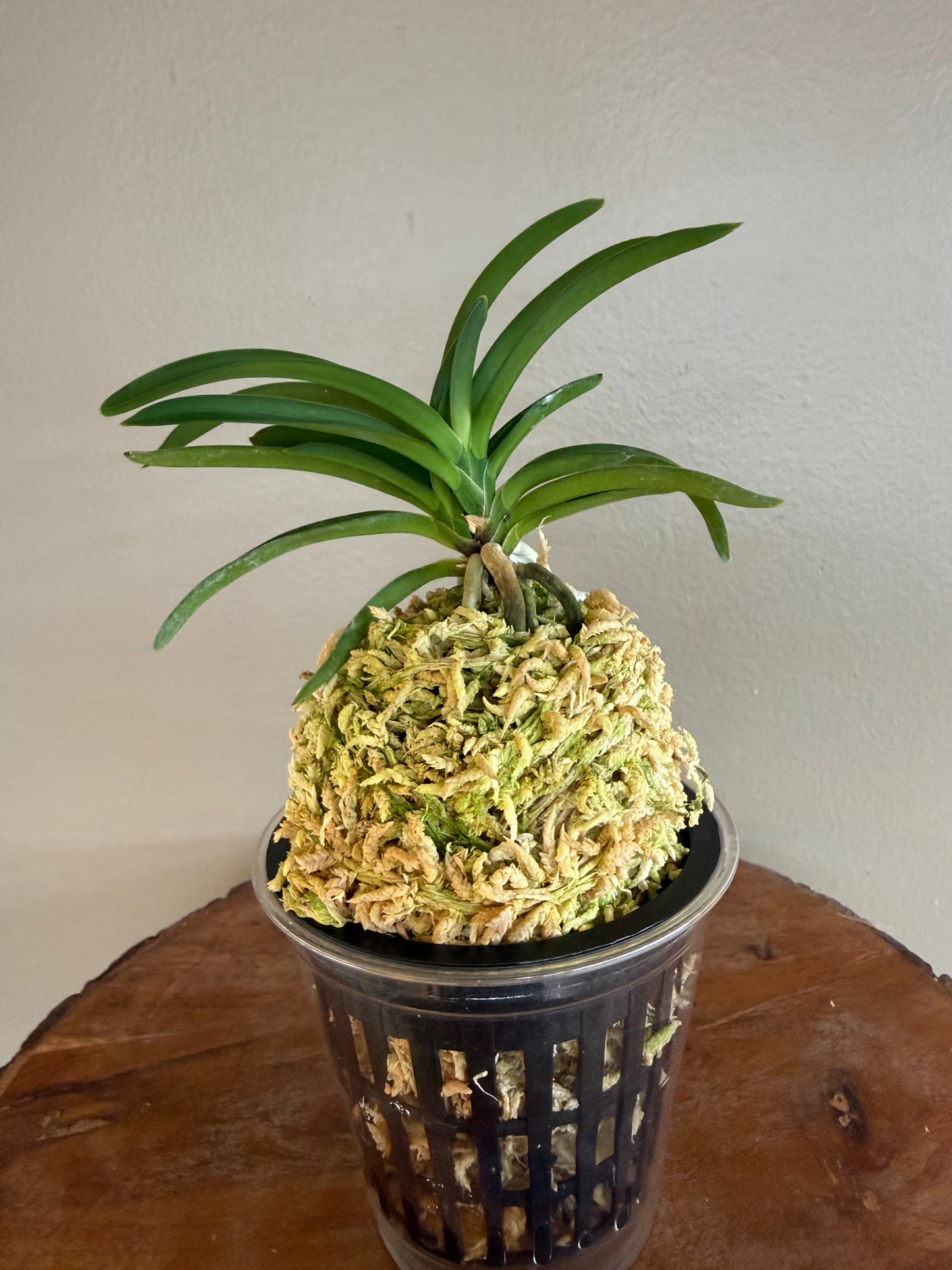 Neofinetia falcata Wonhong 元紅