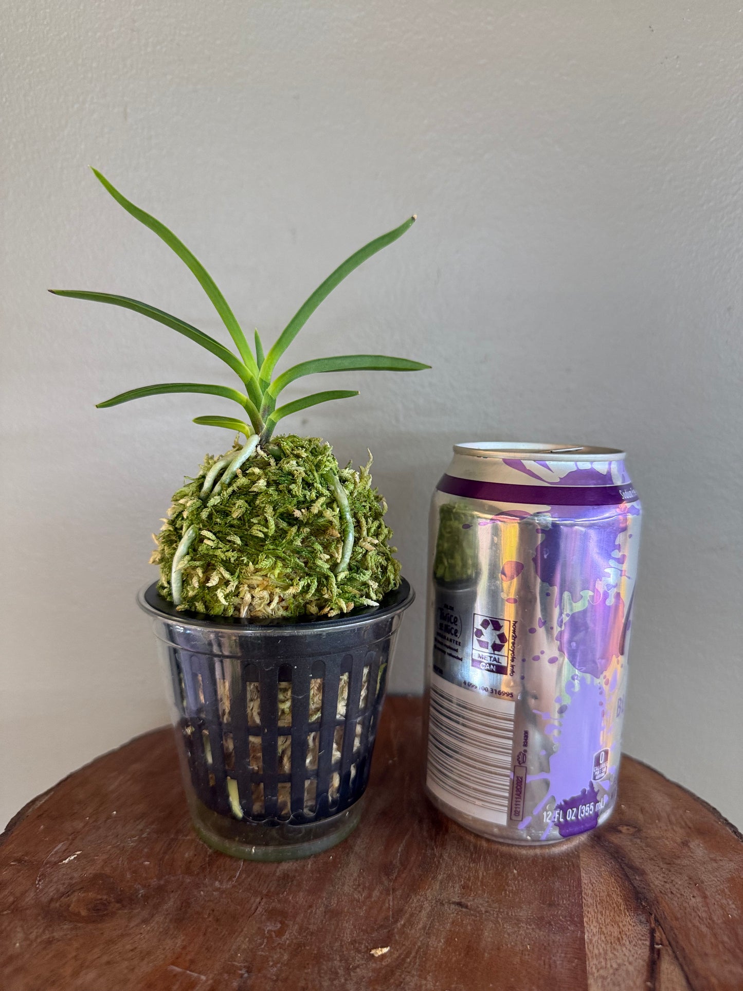 Neofinetia falcata Hongjiyeon 紅池淵