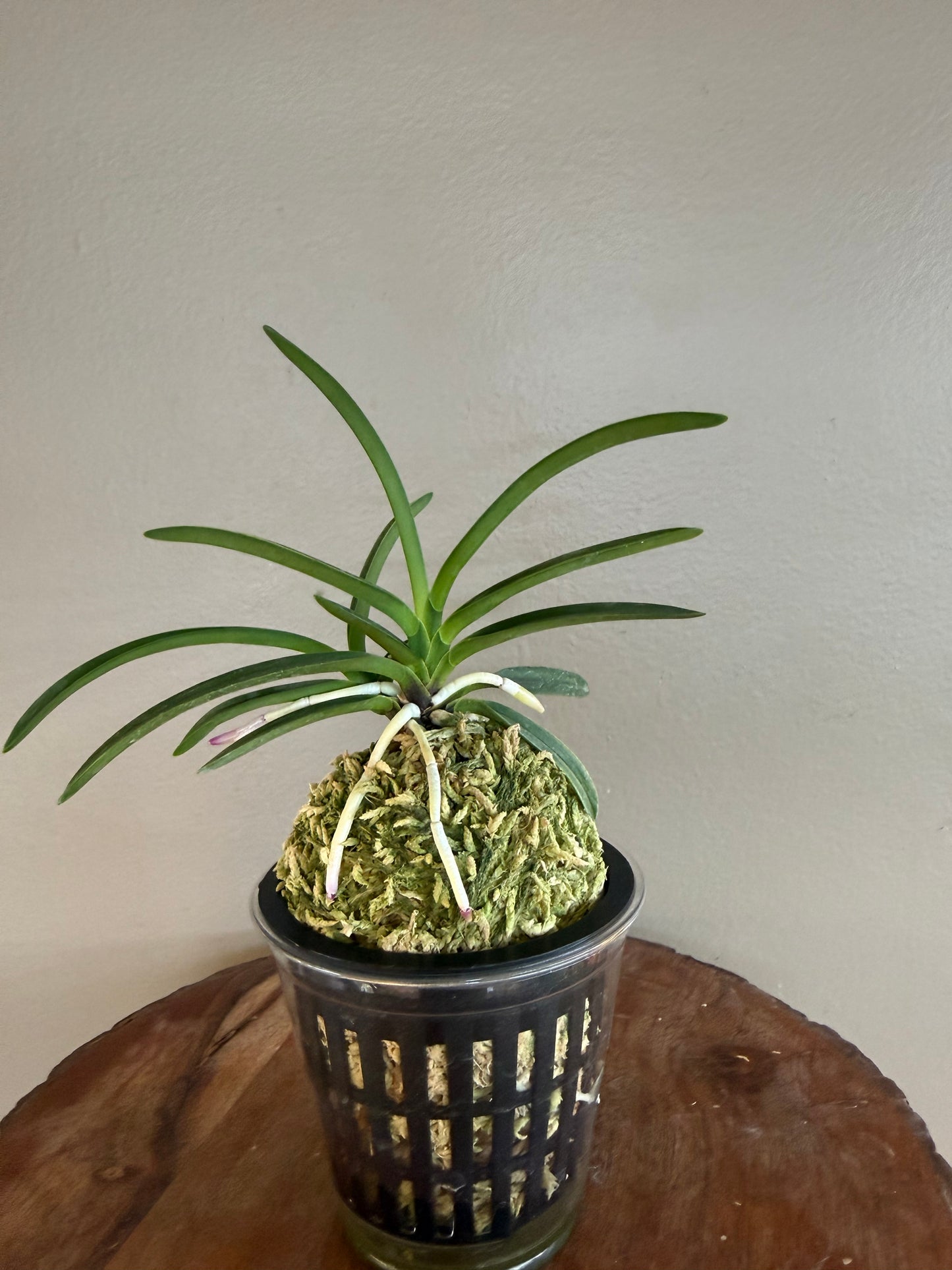 Neofinetia falcata Hakuunkaku 白雲閣