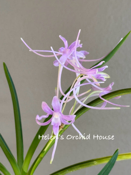 Neofinetia falcata Hongjiyeon 紅池淵