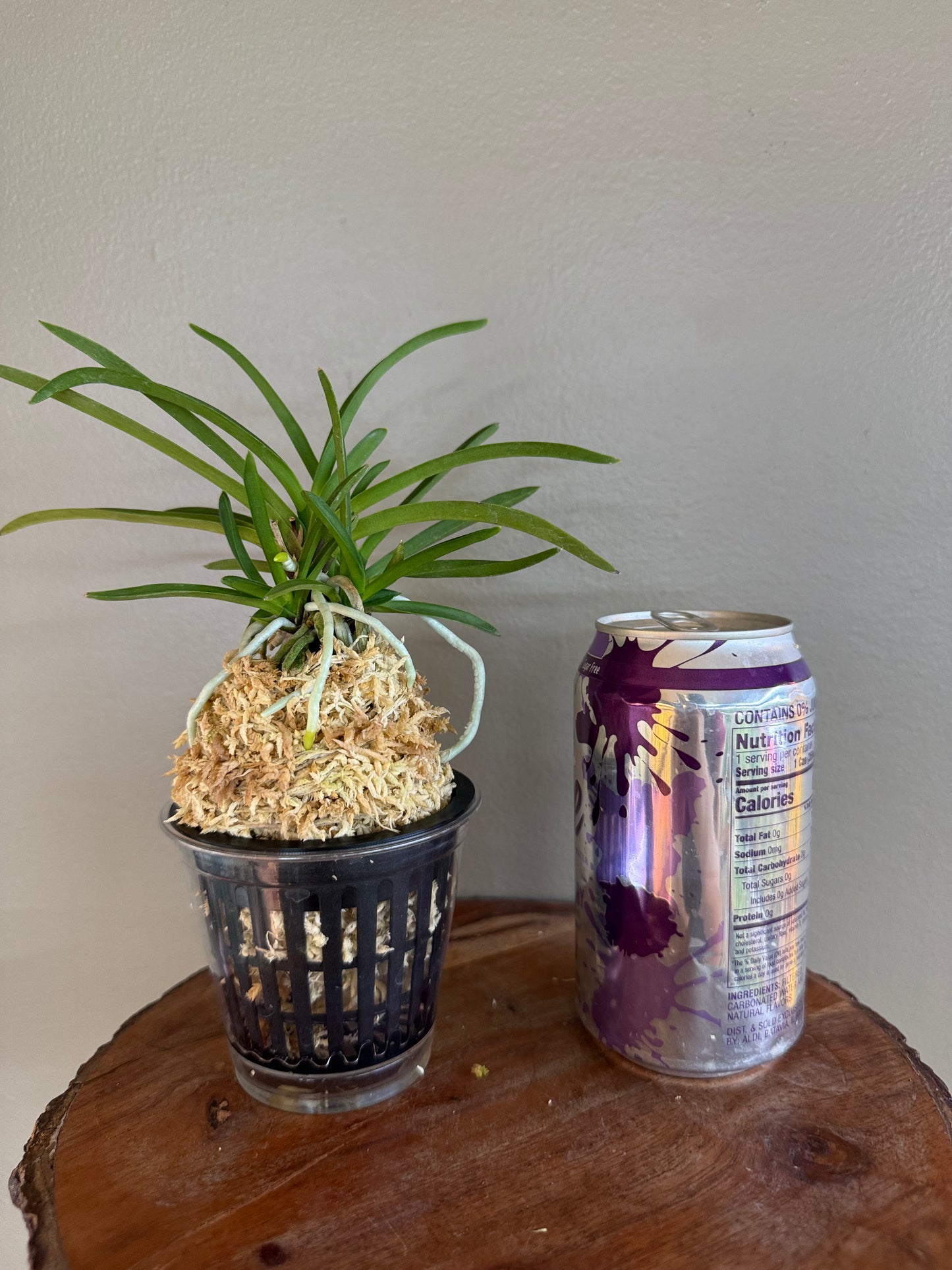 Neofinetia falcata Benigkaede 紅楓
